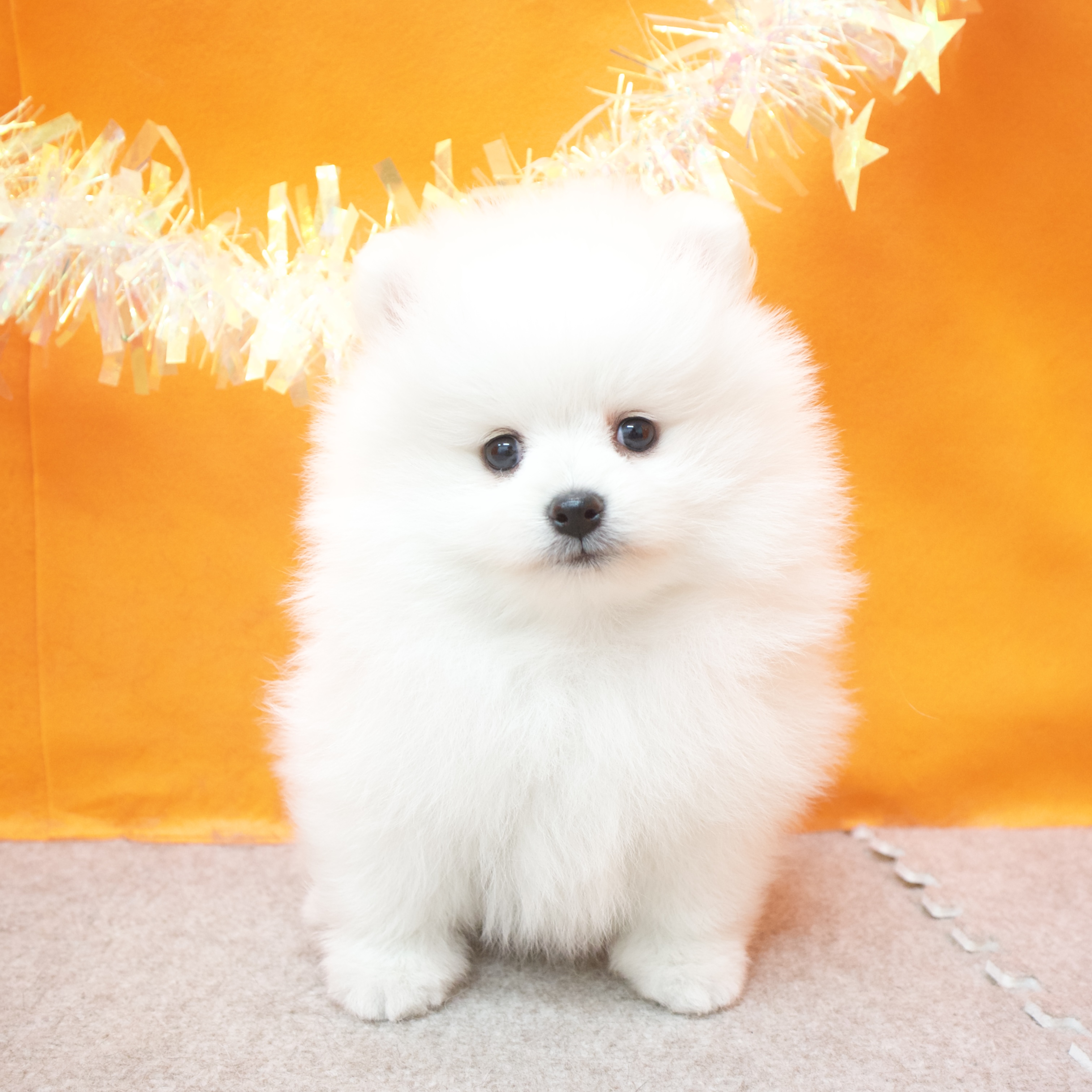 大阪府のポメラニアン (犬の家＆猫の里吹田店/2026年1月28日生まれ/男の子/クリーム)の子犬の1枚目の画像