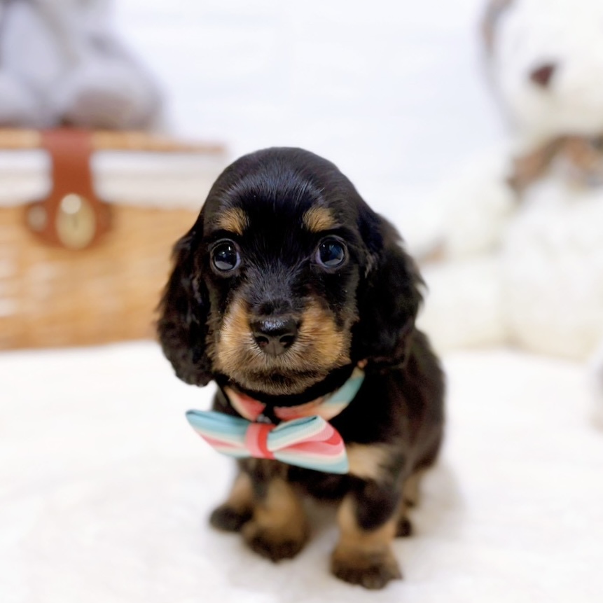 滋賀県のミニチュアダックスフンド(ロング) (犬の家＆猫の里近江八幡店/2026年1月27日生まれ/女の子/ブラックタン)の子犬の1枚目の画像