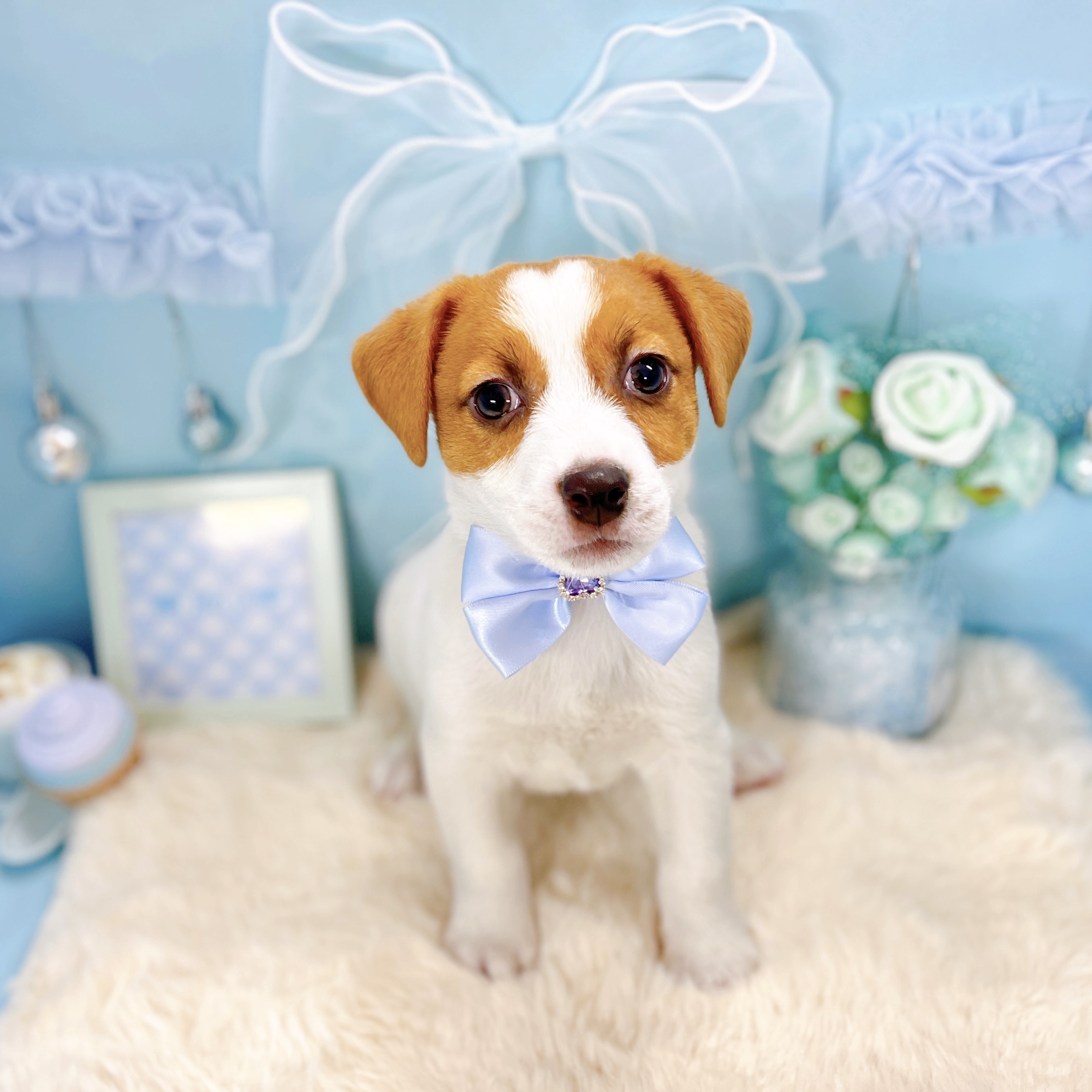 福井県のジャックラッセルテリア (犬の家＆猫の里アミーゴ福井大和田店/2026年1月28日生まれ/男の子/タンホワイト)の子犬の2枚目の画像