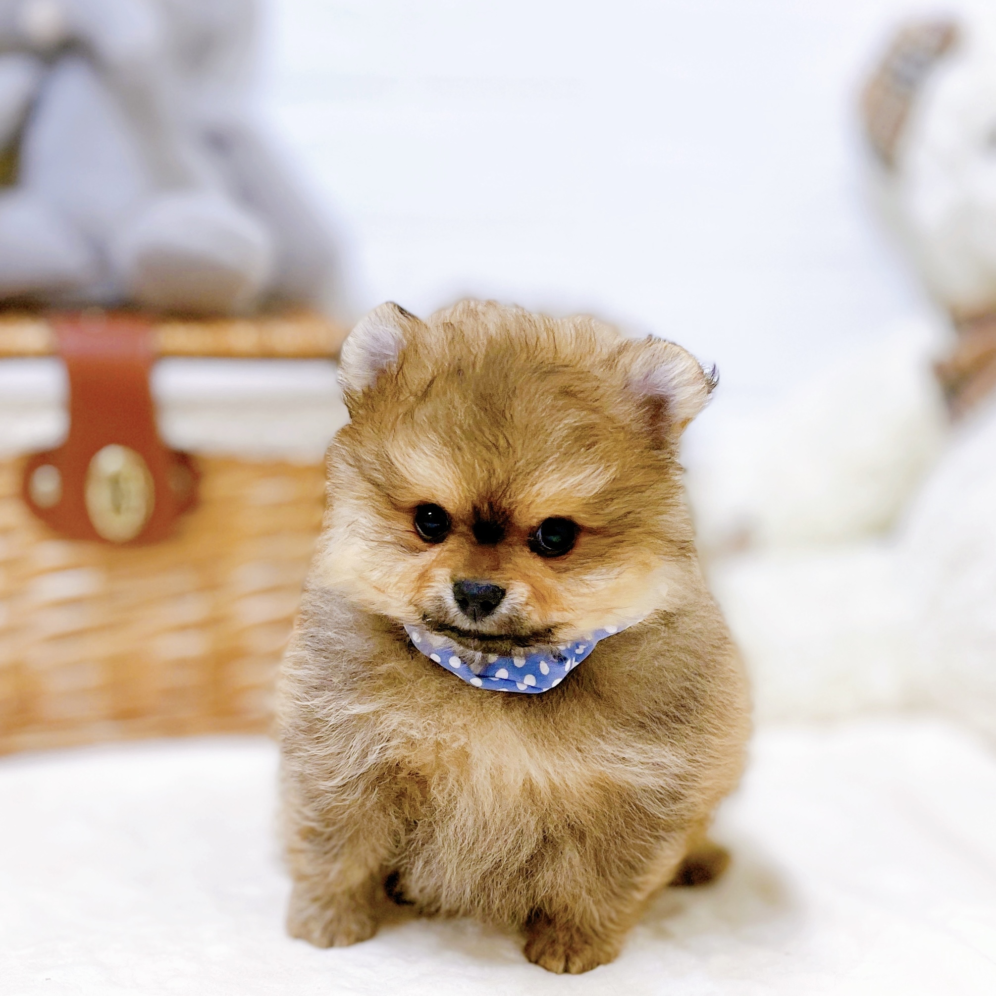 滋賀県のポメラニアン (犬の家＆猫の里近江八幡店/2026年1月29日生まれ/男の子/オレンジ)の子犬の1枚目の画像