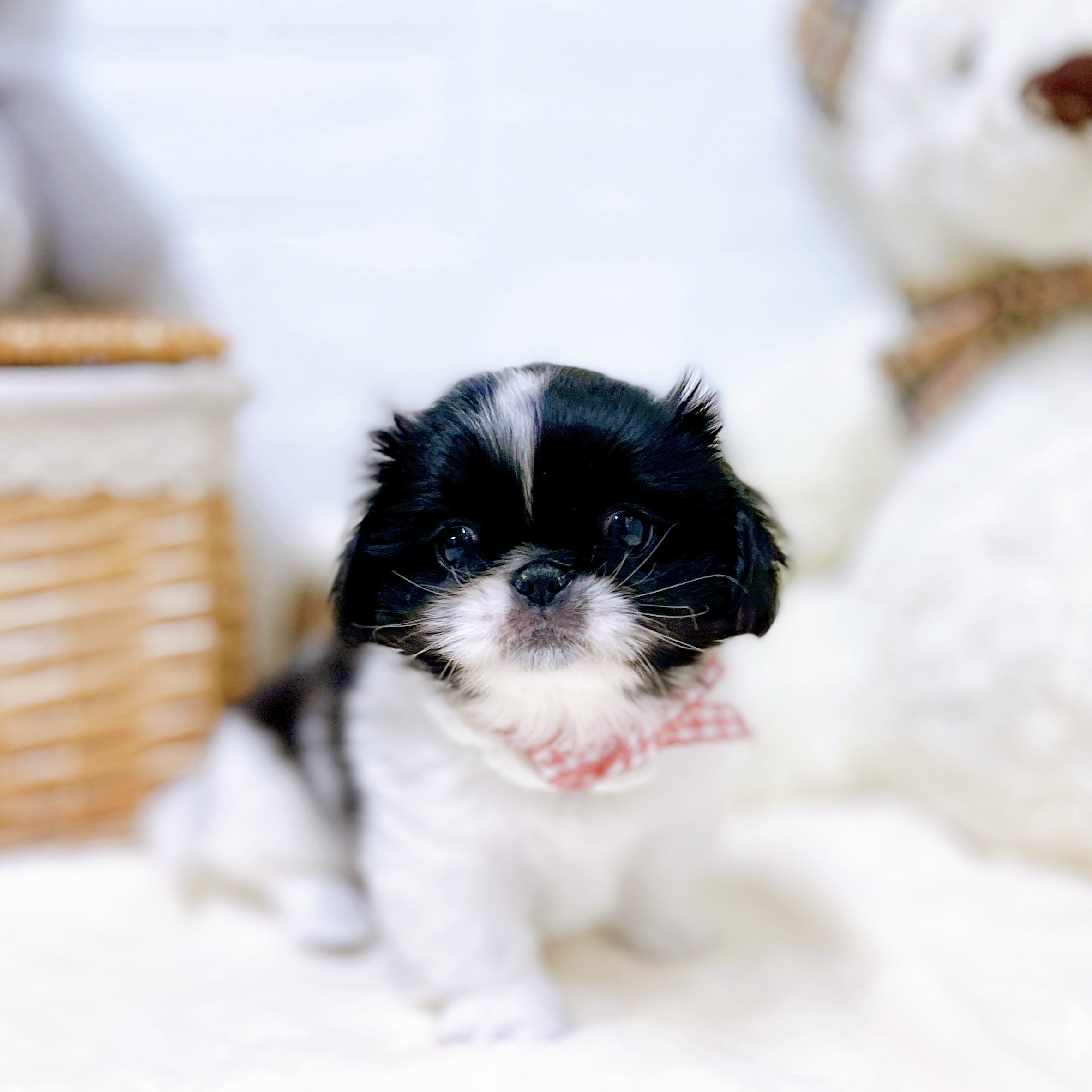 滋賀県のペキニーズ (犬の家＆猫の里近江八幡店/2026年1月28日生まれ/女の子/パーティーカラー)の子犬の1枚目の画像