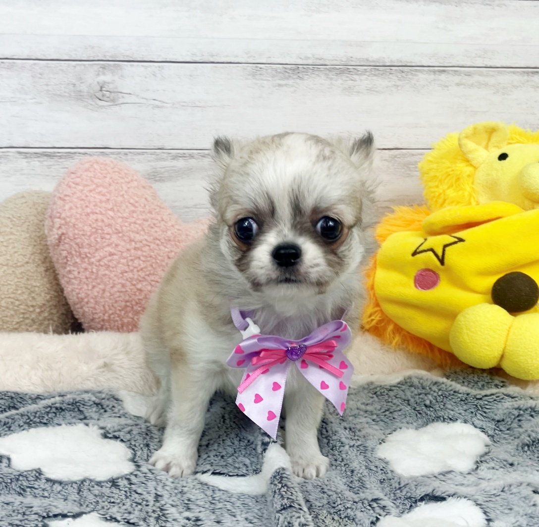 兵庫県のチワワ(ロング) (犬の家＆猫の里川西店/2026年1月28日生まれ/女の子/レッドホワイト)の子犬の2枚目の画像