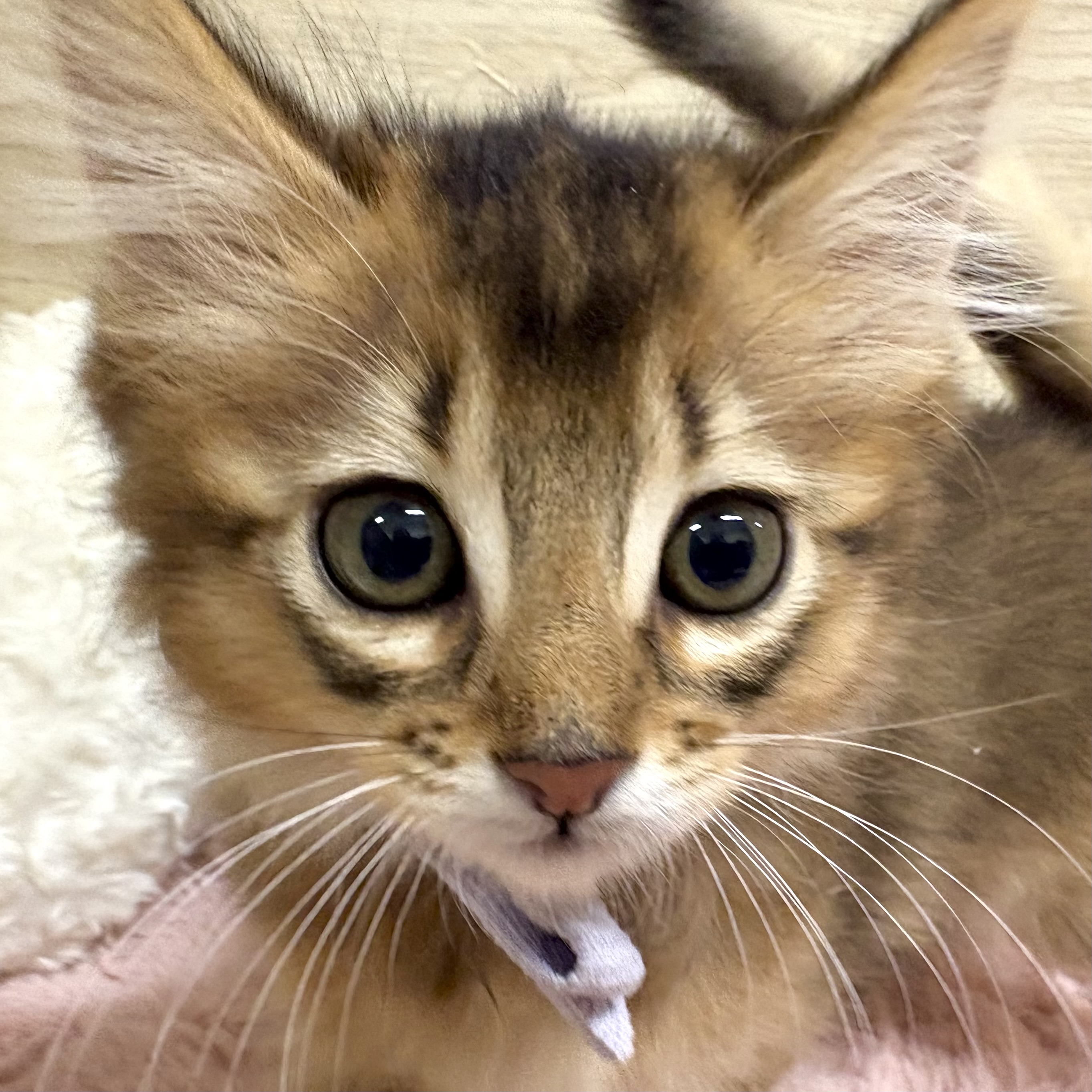 2026年1月18日生まれのソマリ