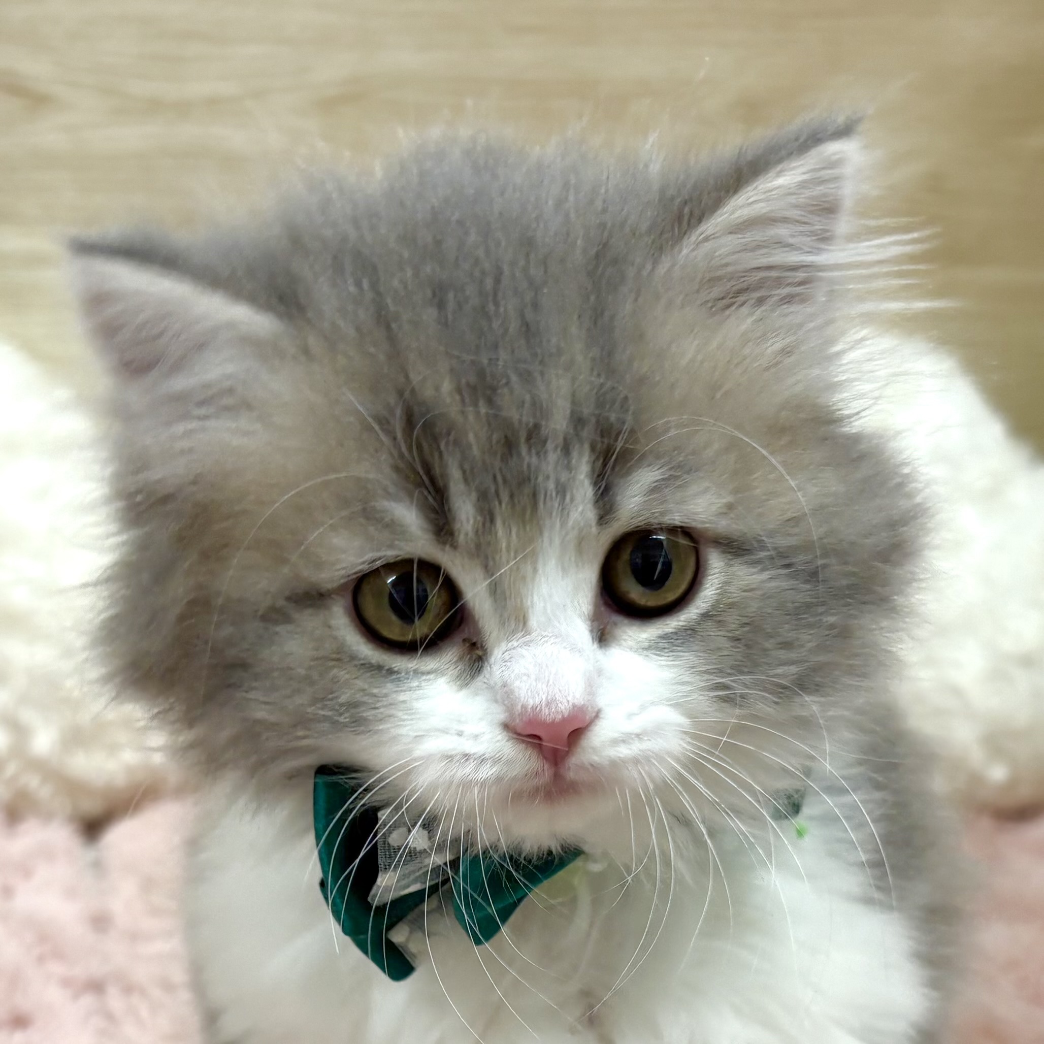 大阪府のラガマフィン (犬の家＆猫の里そよら東岸和田店/2026年1月24日生まれ/男の子/ブルータビーホワイト)の子猫の1枚目の画像