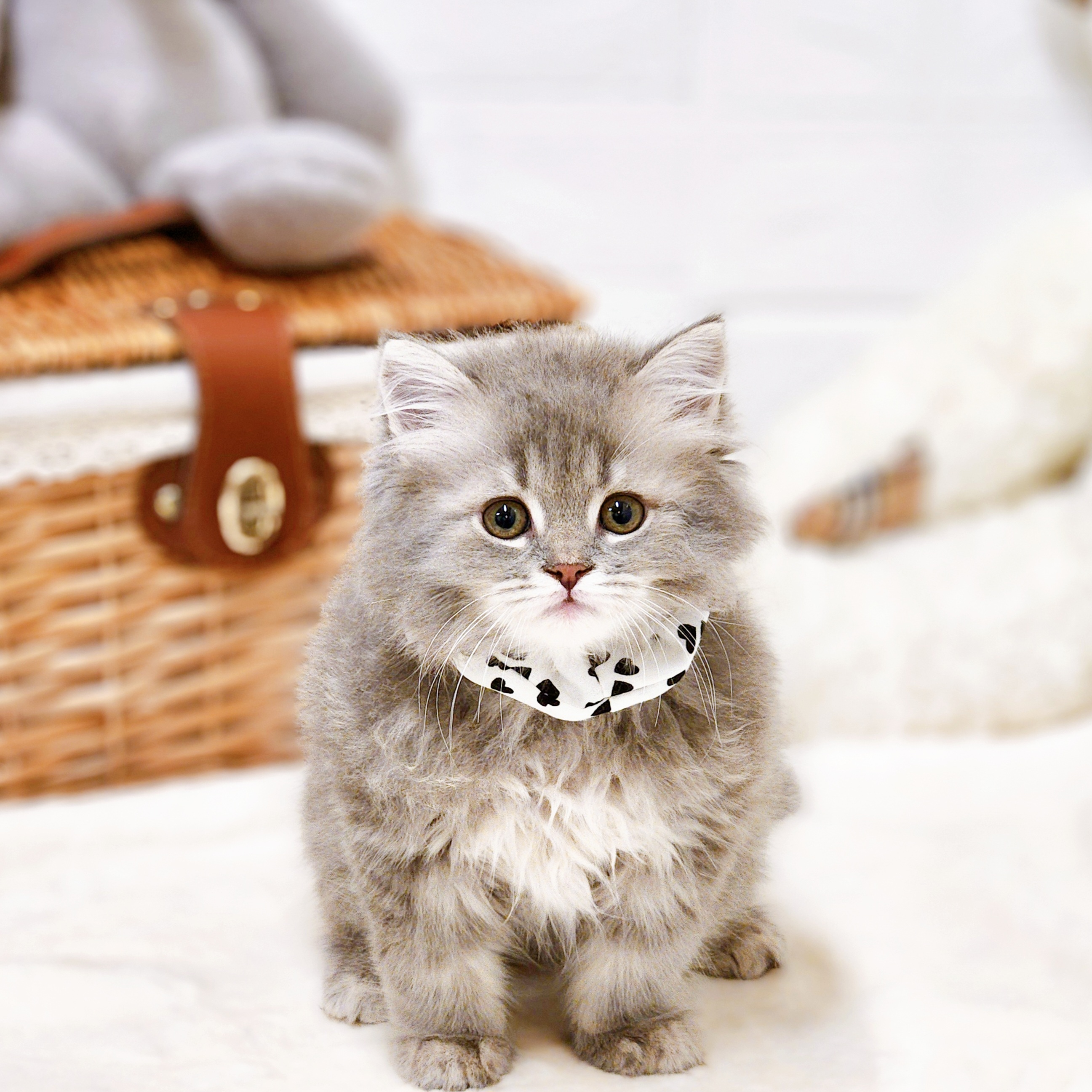 滋賀県のラガマフィン (犬の家＆猫の里近江八幡店/2026年1月24日生まれ/男の子/ブルータビー)の子猫の1枚目の画像