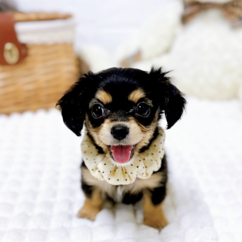 滋賀県のチワックス(チワワ×ダックス) (犬の家＆猫の里近江八幡店/2026年1月28日生まれ/女の子/ブラックタン)の子犬