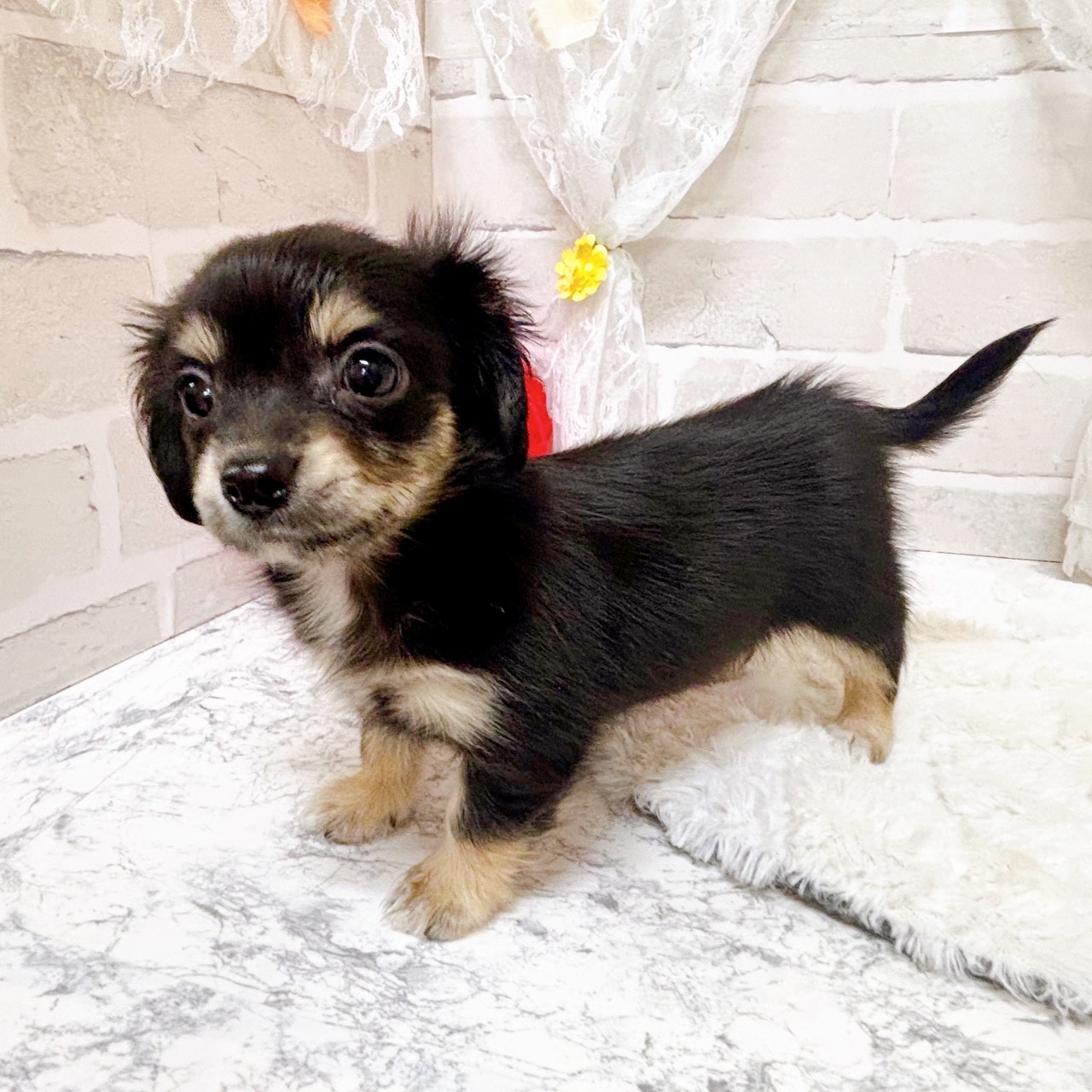 京都府のチワックス(チワワ×ダックス) (犬の家＆猫の里京都精華店/2026年1月28日生まれ/女の子/ブラッククリーム)の子犬の2枚目の画像