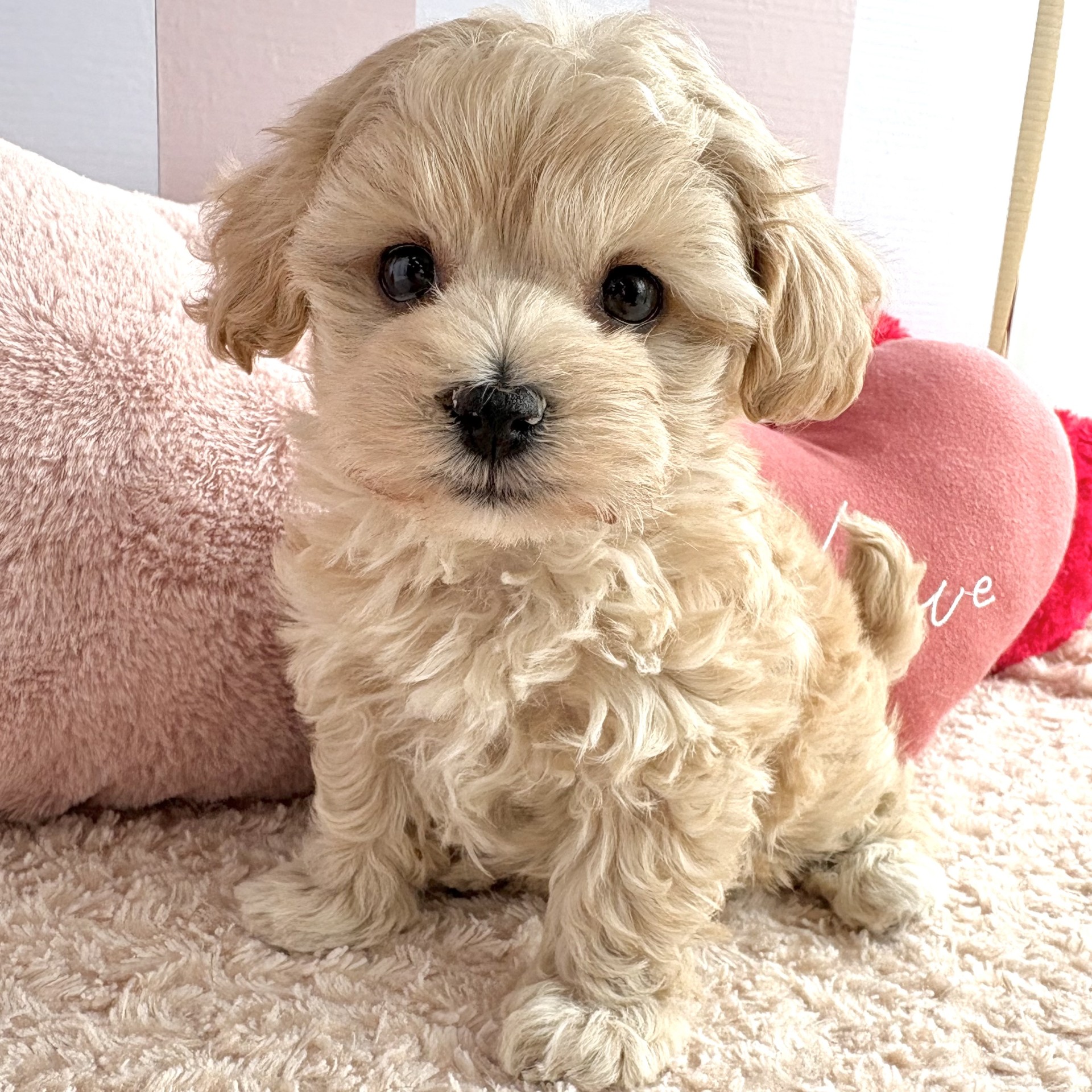 岡山県のマルプー(マルチーズ×プードル) (犬の家＆猫の里倉敷中庄店/2026年1月28日生まれ/女の子/クリーム)の子犬の2枚目の画像