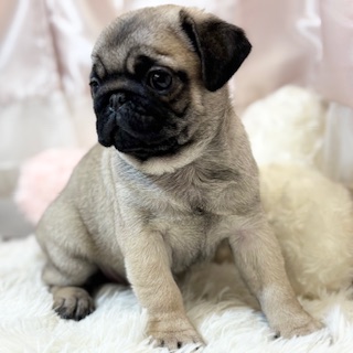 兵庫県のパグ (犬の家＆猫の里カナート西神戸店/2026年1月29日生まれ/女の子/フォーン)の子犬の2枚目の画像