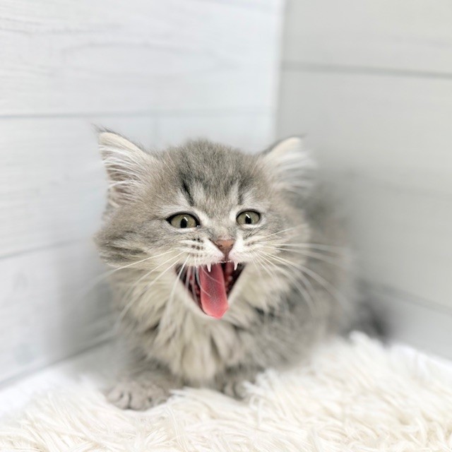 愛知県のマンチカン (犬の家＆猫の里豊田店/2026年1月25日生まれ/女の子/ブルーパッチドタビー)の子猫の2枚目の画像