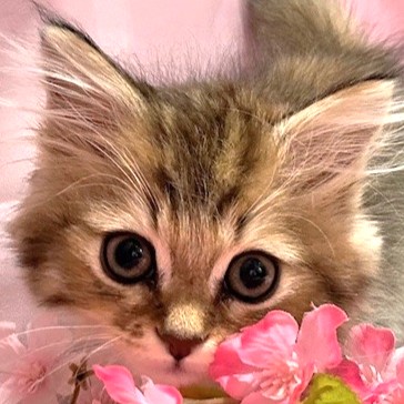 福岡県のサイベリアン (犬の家＆猫の里トリアス久山店/2026年1月27日生まれ/男の子/ブラウンタビーホワイト)の子猫の1枚目の画像