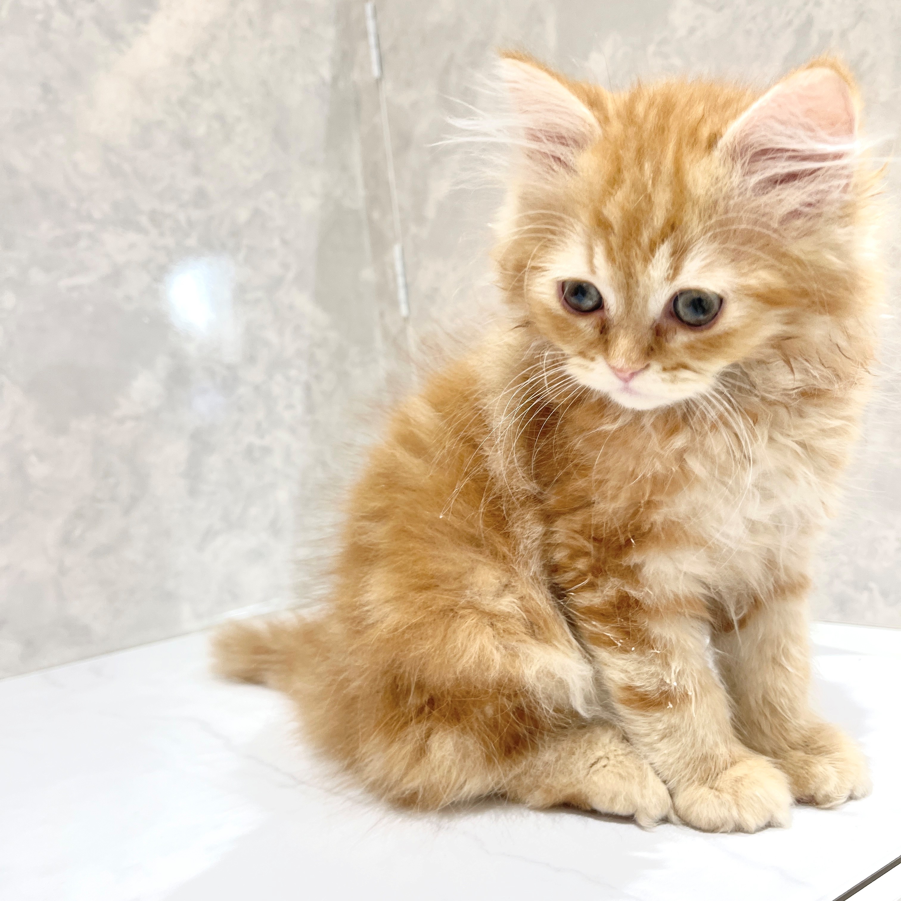 福岡県のサイベリアン (犬の家＆猫の里くりえいと宗像店/2026年1月26日生まれ/男の子/レッドタビーホワイト)の子猫の2枚目の画像