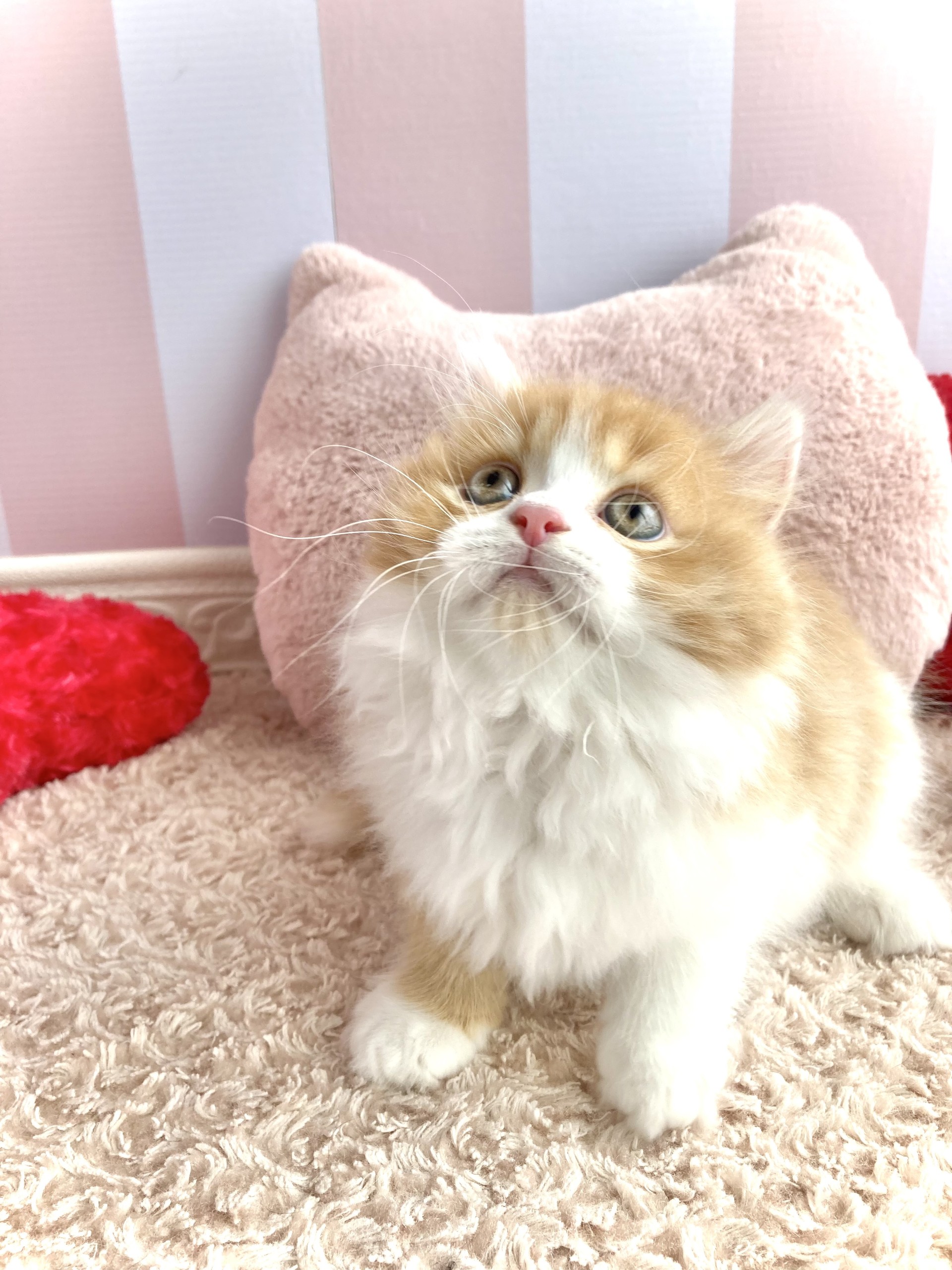 岡山県のミヌエット (犬の家＆猫の里倉敷中庄店/2026年1月28日生まれ/男の子/レッドタビーホワイト)の子猫の2枚目の画像