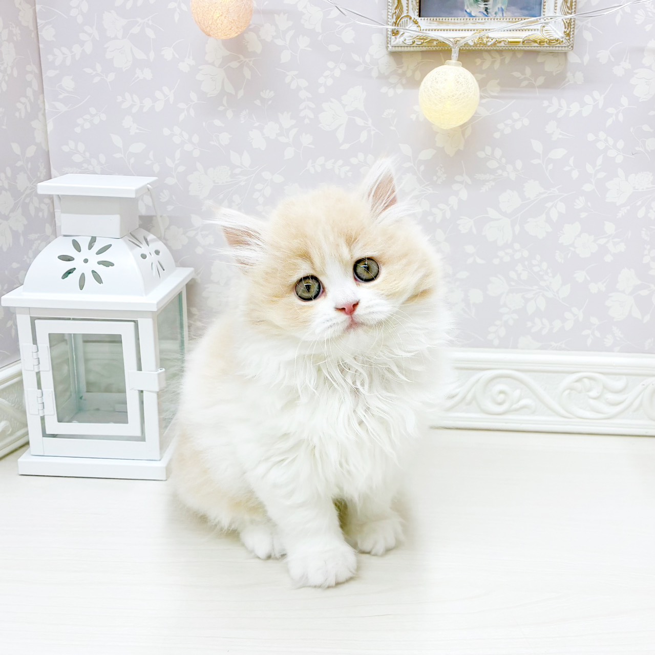 富山県のミヌエット (犬の家＆猫の里アミーゴ山室店/2026年1月28日生まれ/男の子/クリームタビーホワイト)の子猫の1枚目の画像