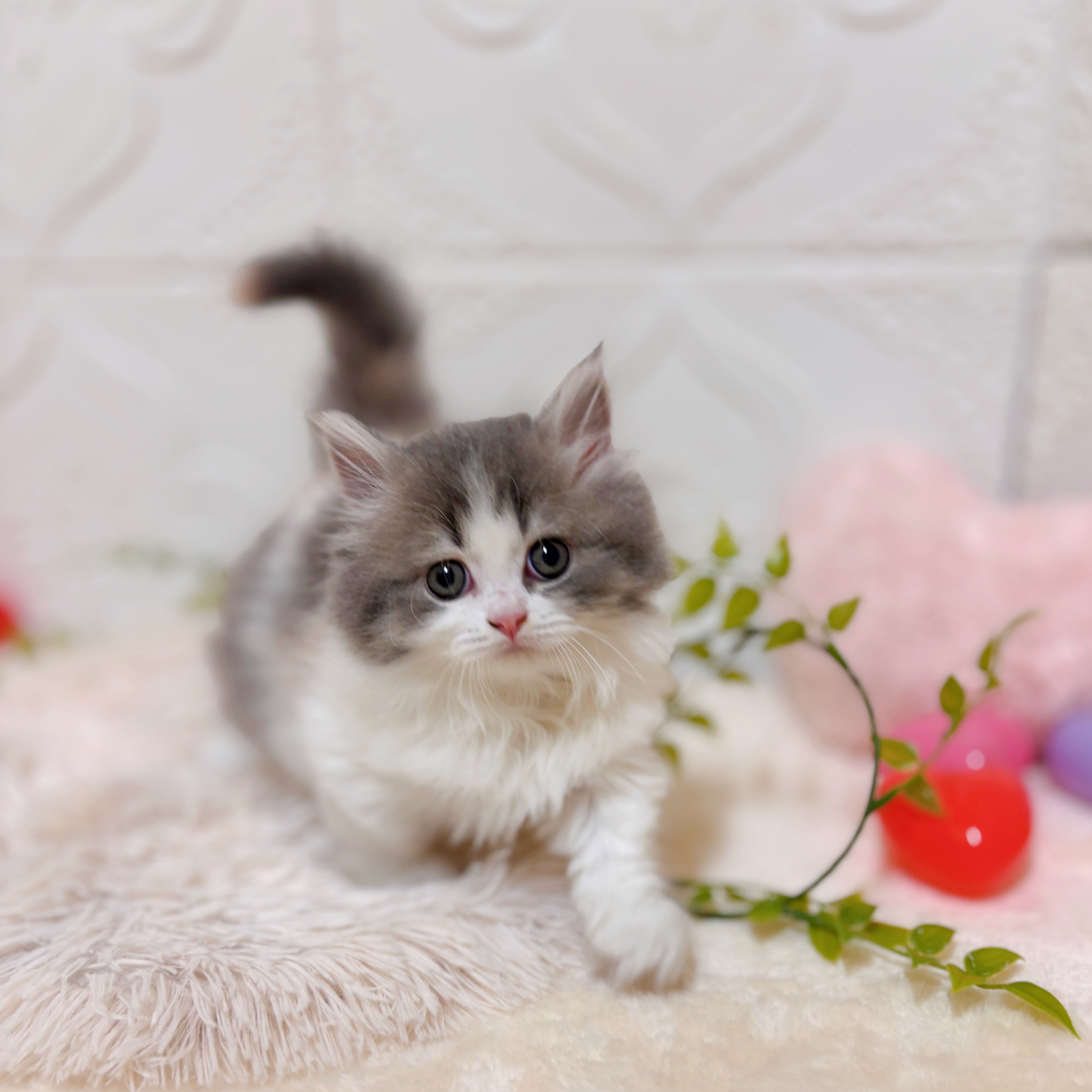 愛知県のミヌエット (犬の家＆猫の里岡崎店/2026年1月28日生まれ/女の子/ブルーパッチドタビーホワイト)の子猫の2枚目の画像