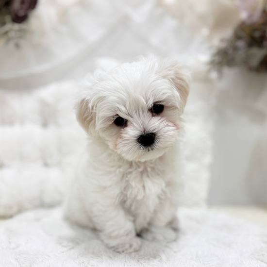 岐阜県のマルチーズ (犬の家＆猫の里カラフルタウン岐阜店/2026年1月31日生まれ/男の子/ホワイト)の子犬の2枚目の画像