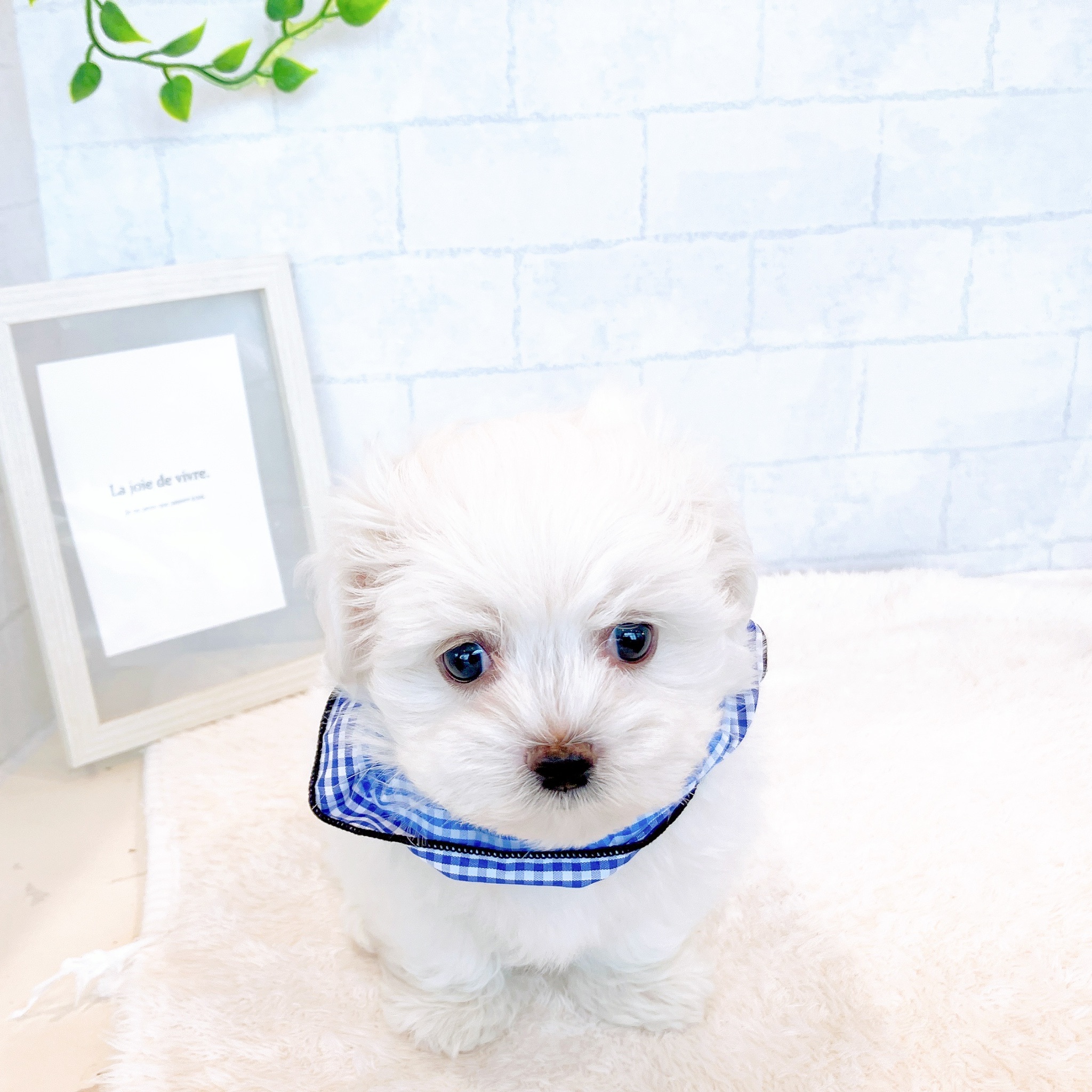 石川県のマルチーズ (犬の家＆猫の里金沢店/2026年1月31日生まれ/男の子/ホワイト)の子犬の2枚目の画像