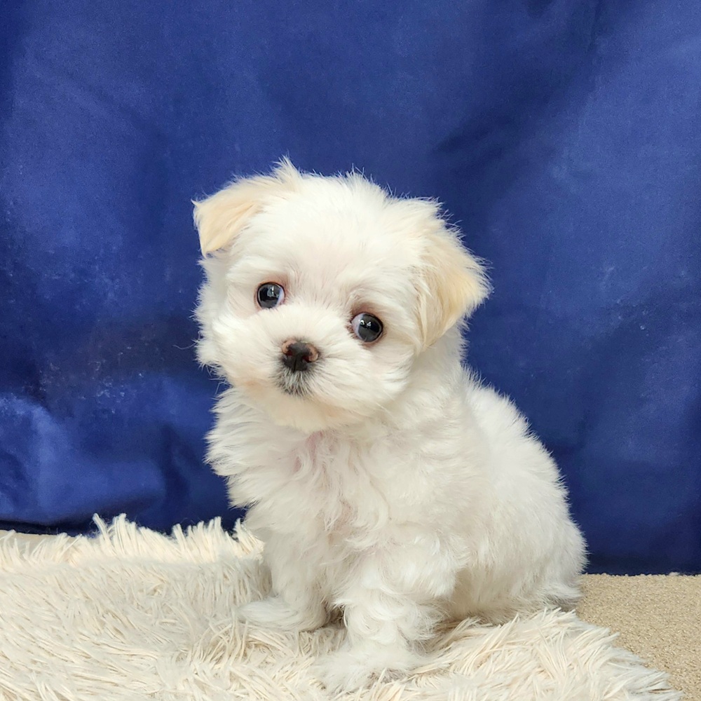 岐阜県のマルチーズ (犬の家＆猫の里中津川店/2026年1月31日生まれ/女の子/ホワイト)の子犬の1枚目の画像
