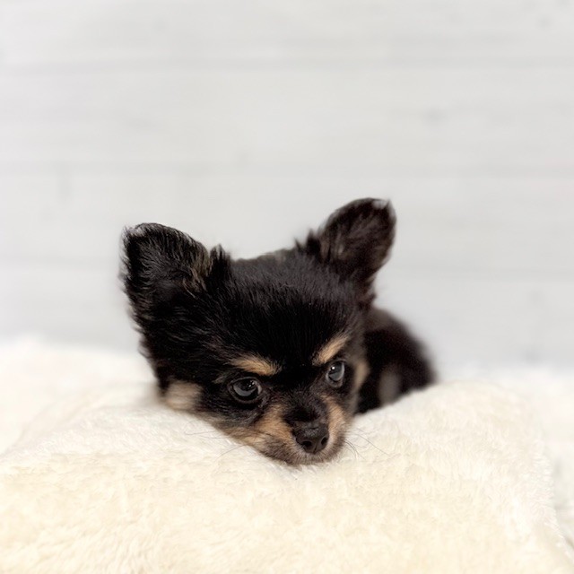 愛知県のチワワ(ロング) (犬の家＆猫の里豊田店/2026年1月31日生まれ/男の子/ブラックタンホワイト)の子犬の2枚目の画像