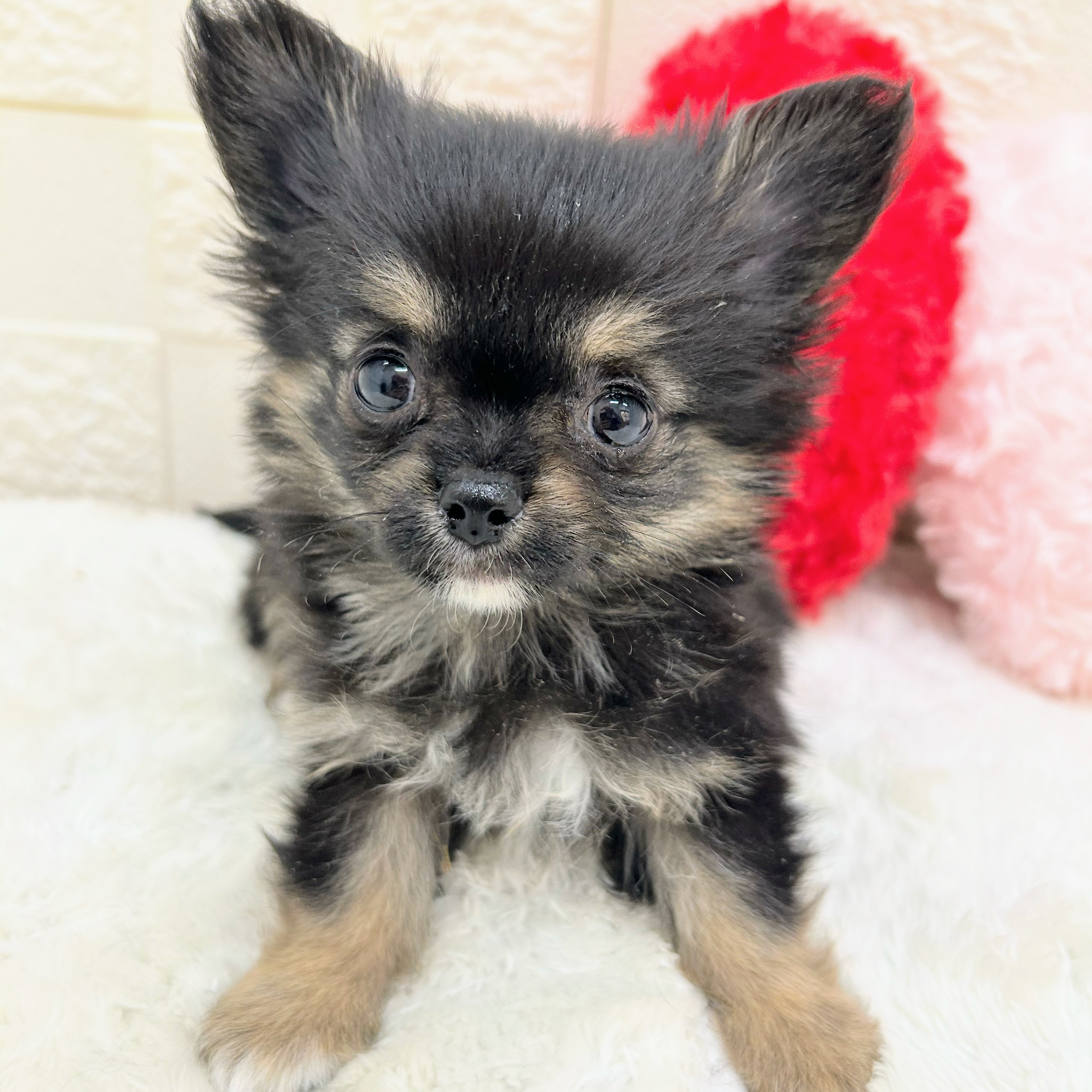 愛知県のチワワ(ロング) (犬の家＆猫の里アミーゴ神の倉店/2026年1月31日生まれ/男の子/ブラックタンホワイト)の子犬の1枚目の画像