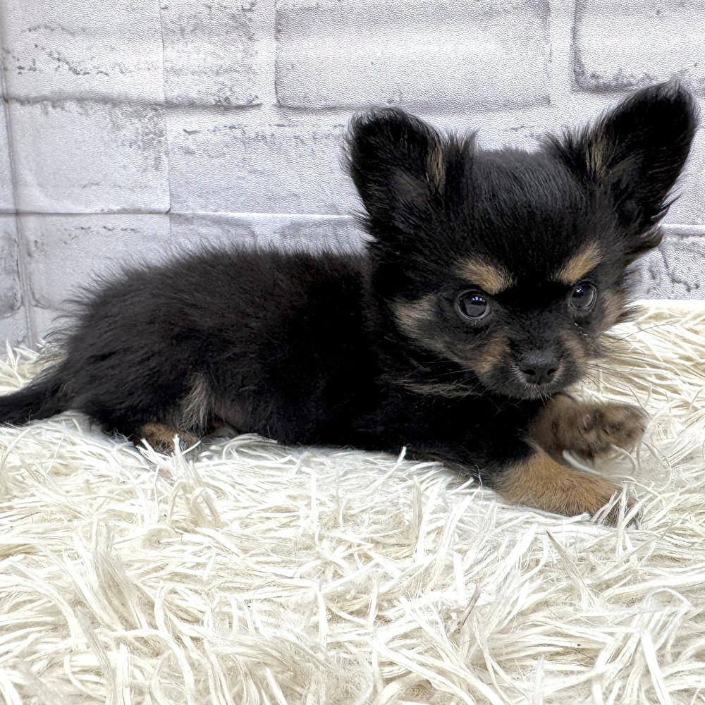 愛知県のチワワ(ロング) (犬の家＆猫の里MEGAドン・キホーテ東海名和店/2026年1月31日生まれ/男の子/ブラックタンホワイト)の子犬の2枚目の画像