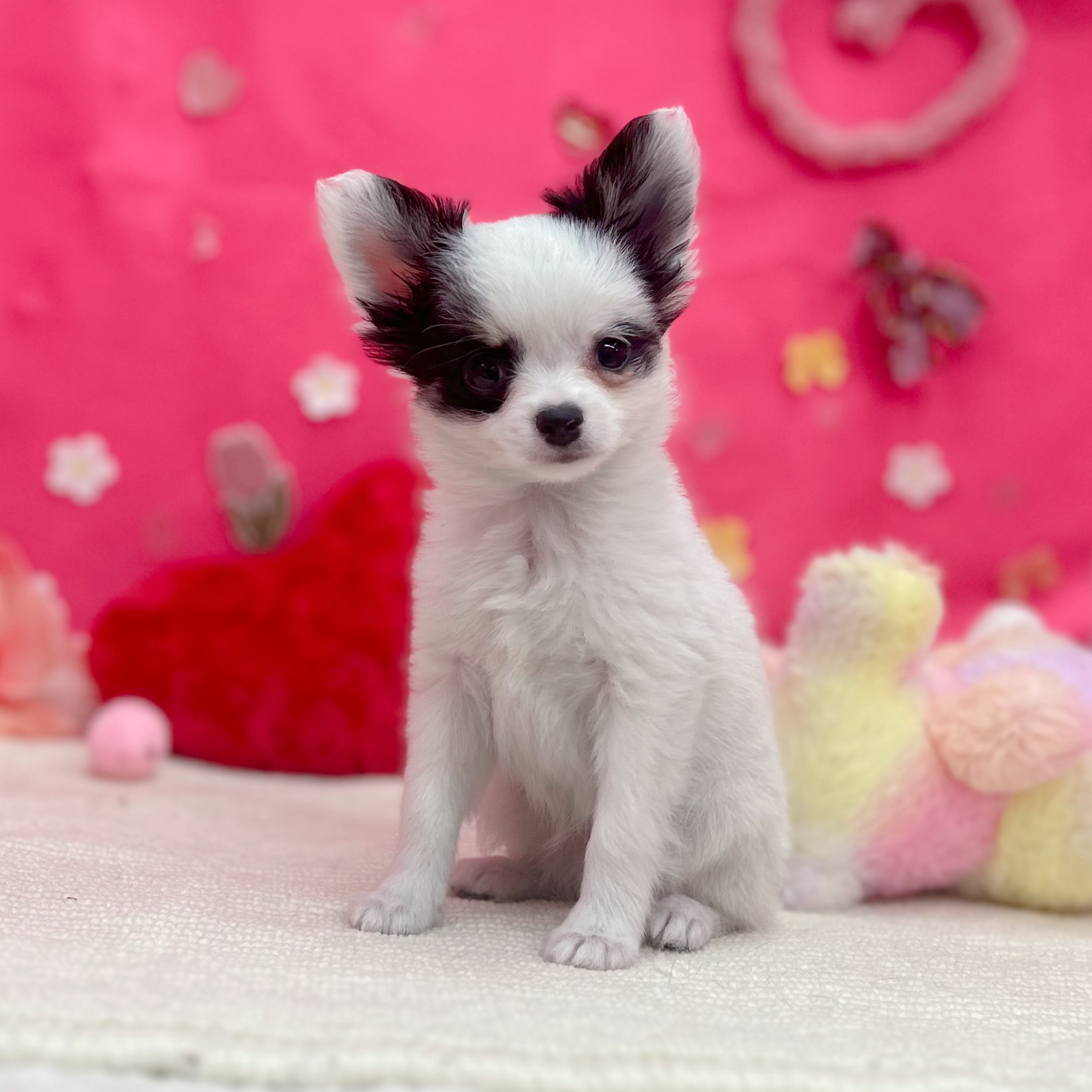 岐阜県のチワワ(ロング) (犬の家＆猫の里岐南店/2026年1月31日生まれ/男の子/ホワイトブラック)の子犬の1枚目の画像