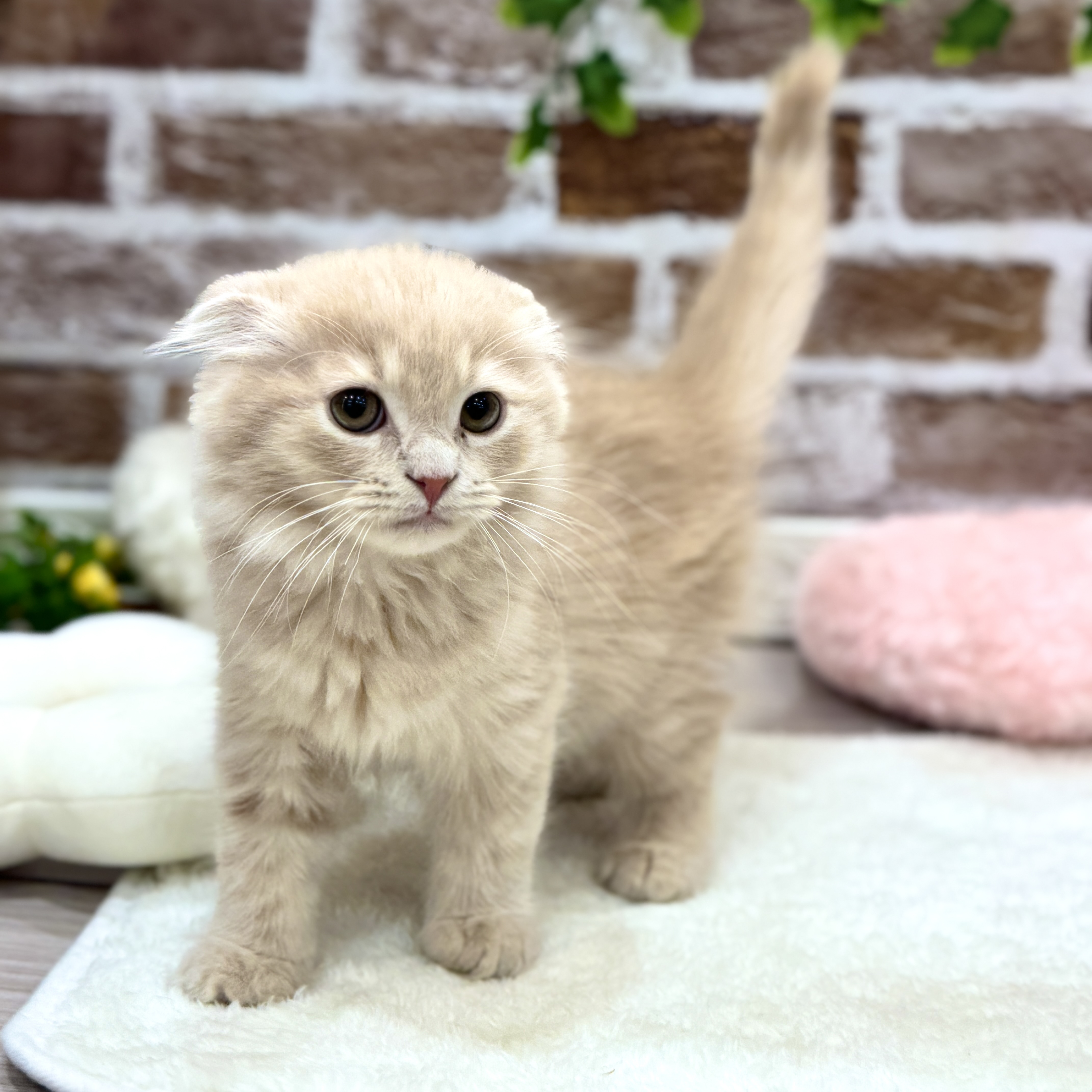 三重県のスコティッシュフォールド (犬の家＆猫の里三重桑名店/2026年1月28日生まれ/男の子/クリームタビー)の子猫の2枚目の画像