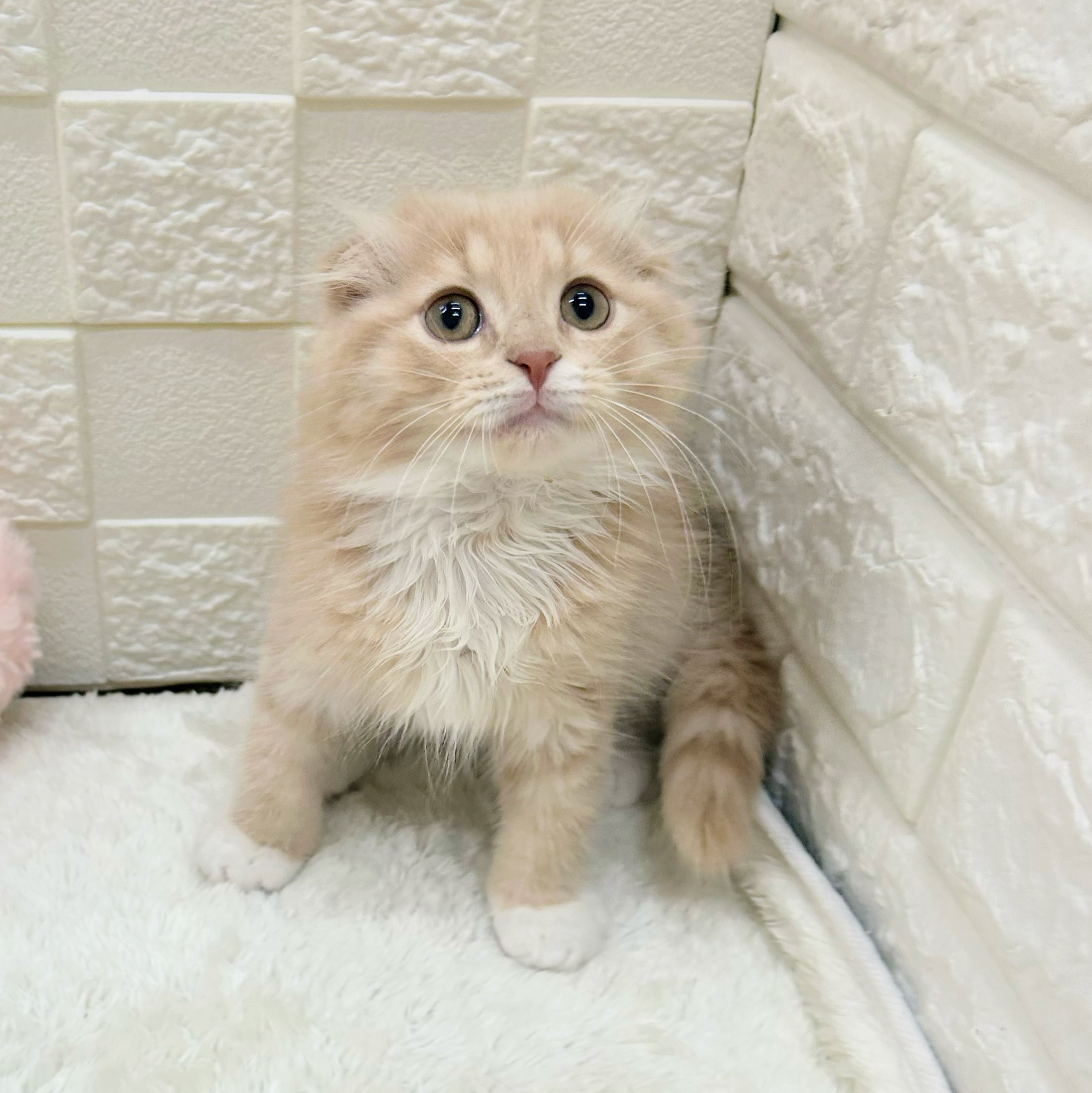 愛知県のスコティッシュフォールド (犬の家＆猫の里アミーゴ神の倉店/2026年1月28日生まれ/男の子/クリームタビーホワイト)の子猫の2枚目の画像