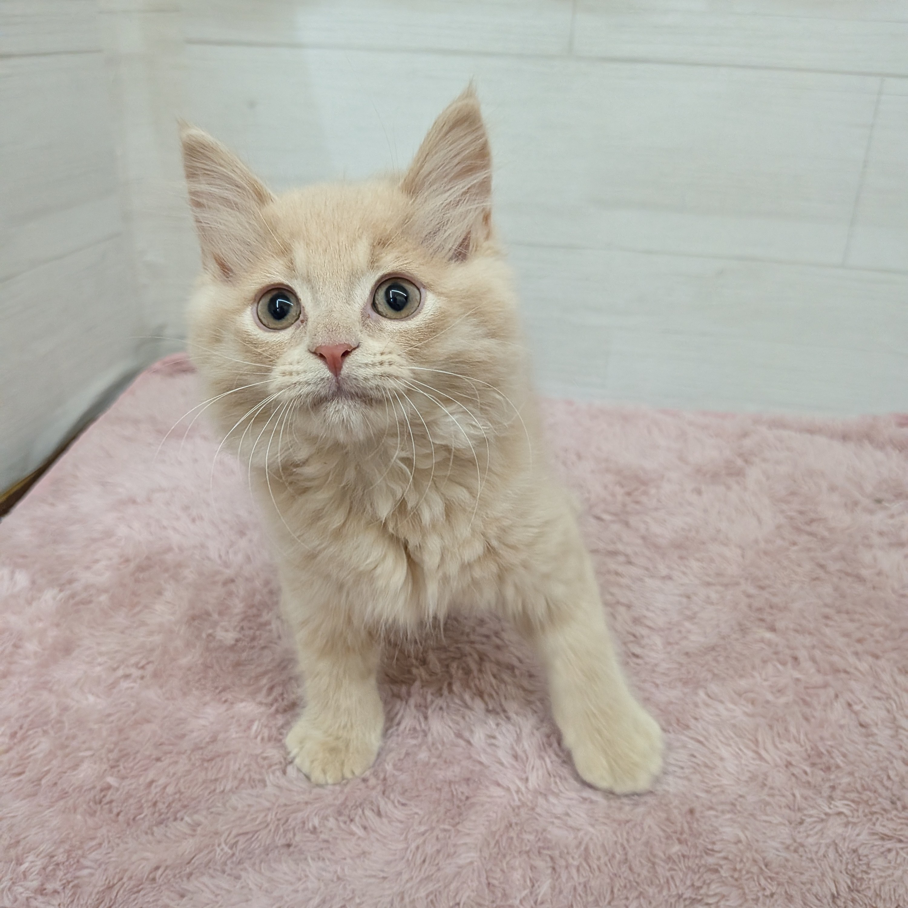 愛知県のスコティッシュフォールド (犬の家＆猫の里碧南店/2026年1月28日生まれ/男の子/クリームタビー)の子猫の2枚目の画像