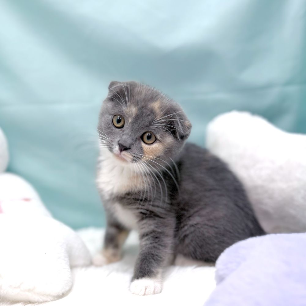 愛知県のスコティッシュフォールド (犬の家＆猫の里愛知刈谷店/2026年1月28日生まれ/女の子/ブルーパッチドタビーホワイト)の子猫の1枚目の画像
