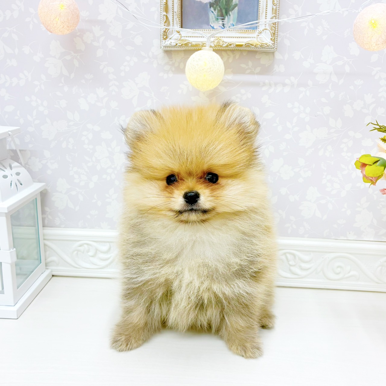 富山県のポメラニアン (犬の家＆猫の里アミーゴ山室店/2026年1月28日生まれ/男の子/オレンジ)の子犬の1枚目の画像