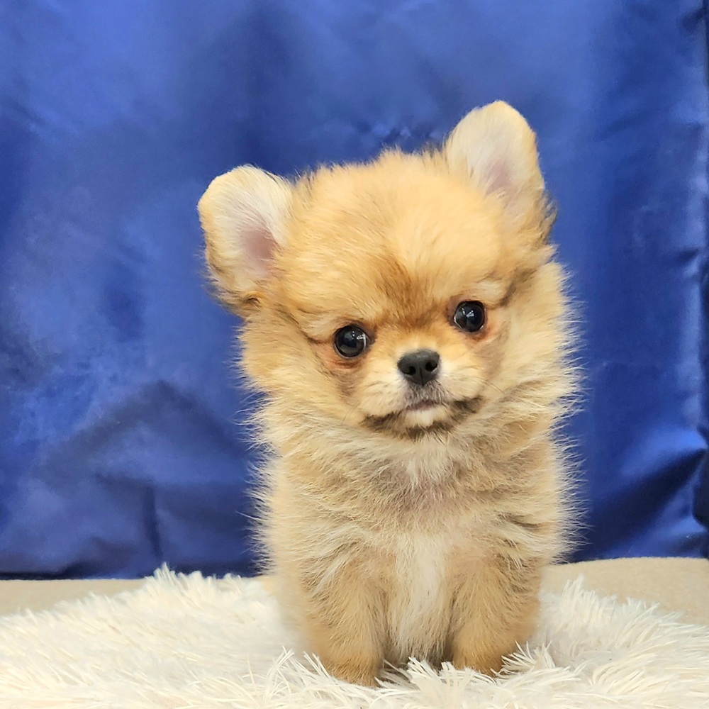 岐阜県のポメチワ/チワポメ/ポメチー(ポメラニアン×チワワ) (犬の家＆猫の里中津川店/2026年1月26日生まれ/女の子/オレンジ)の子犬の2枚目の画像