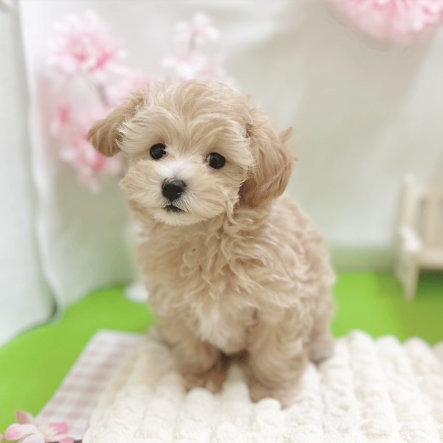 静岡県のマルプー(マルチーズ×プードル) (犬の家＆猫の里藤枝店/2026年1月26日生まれ/男の子/アプリコット)の子犬の2枚目の画像