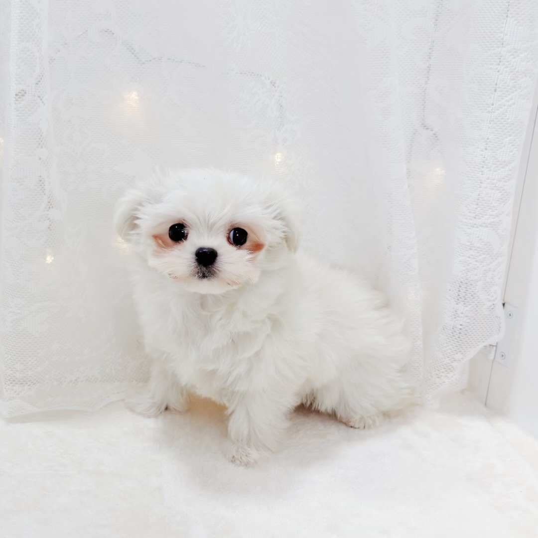 千葉県のチワマル/マルチワ(チワワ×マルチーズ) (犬の家＆猫の里BIGHOPガーデンモール印西店/2026年1月27日生まれ/男の子/クリーム)の子犬の2枚目の画像