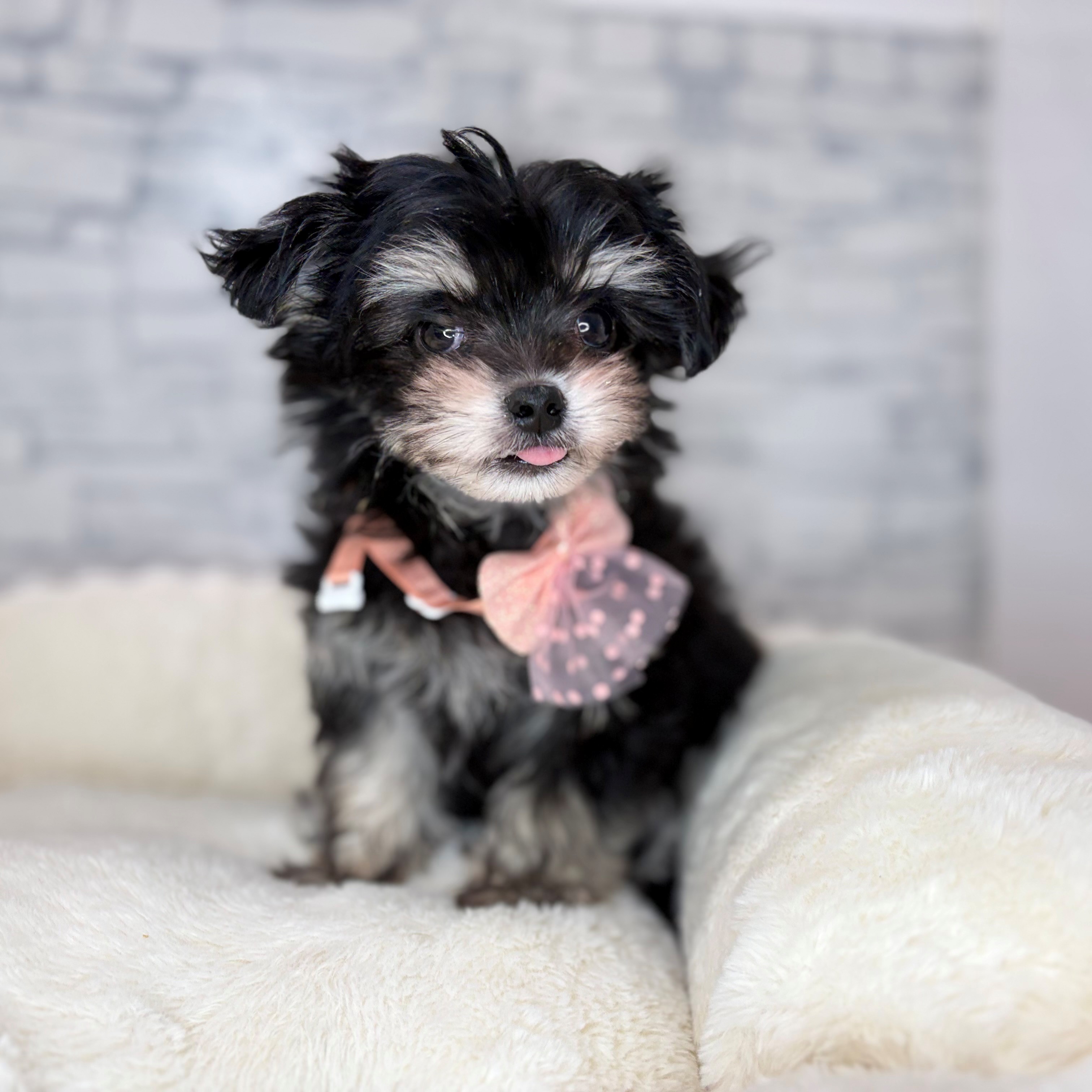 長野県のチワマル/マルチワ(チワワ×マルチーズ) (犬の家＆猫の里長野店/2026年1月27日生まれ/男の子/ブラッククリーム)の子犬の2枚目の画像