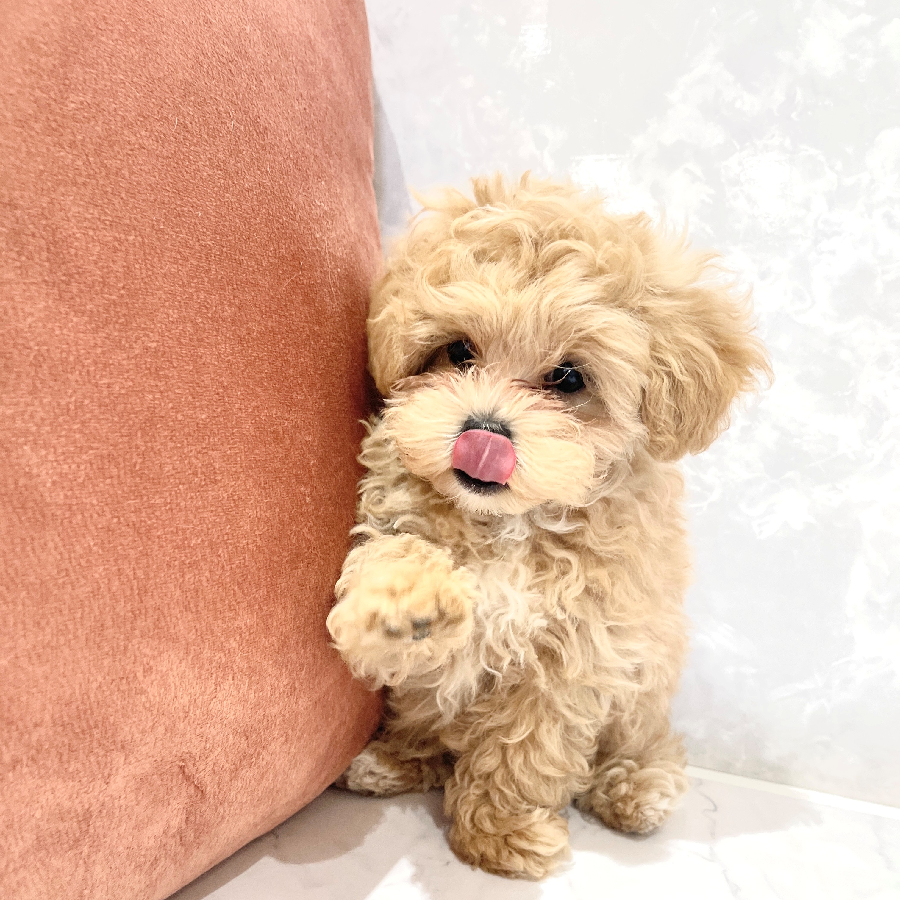 福岡県のマルプー(マルチーズ×プードル) (犬の家＆猫の里くりえいと宗像店/2026年1月31日生まれ/男の子/アプリコットホワイト)の子犬の2枚目の画像