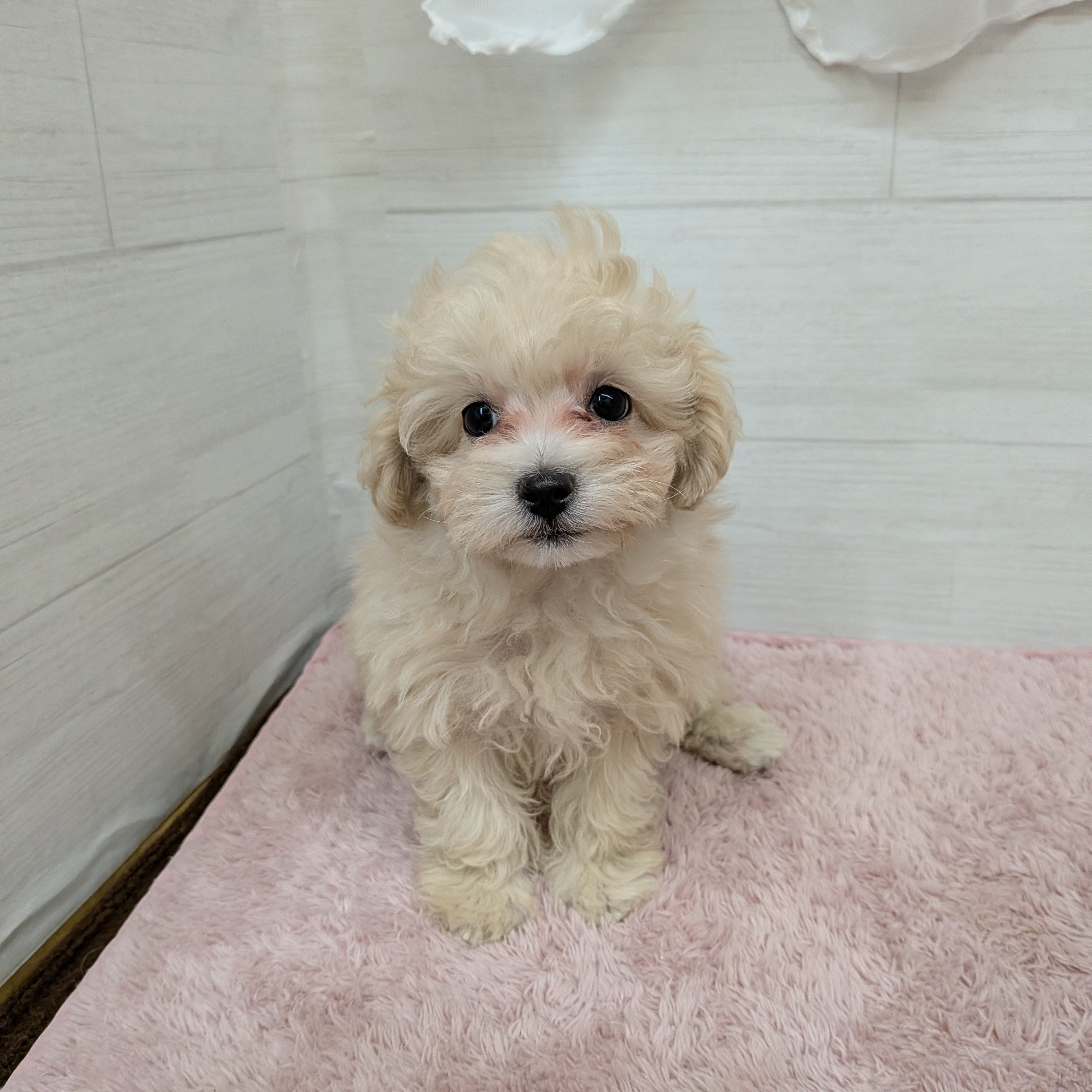 愛知県のマルプー(マルチーズ×プードル) (犬の家＆猫の里碧南店/2026年1月31日生まれ/女の子/クリーム)の子犬の2枚目の画像
