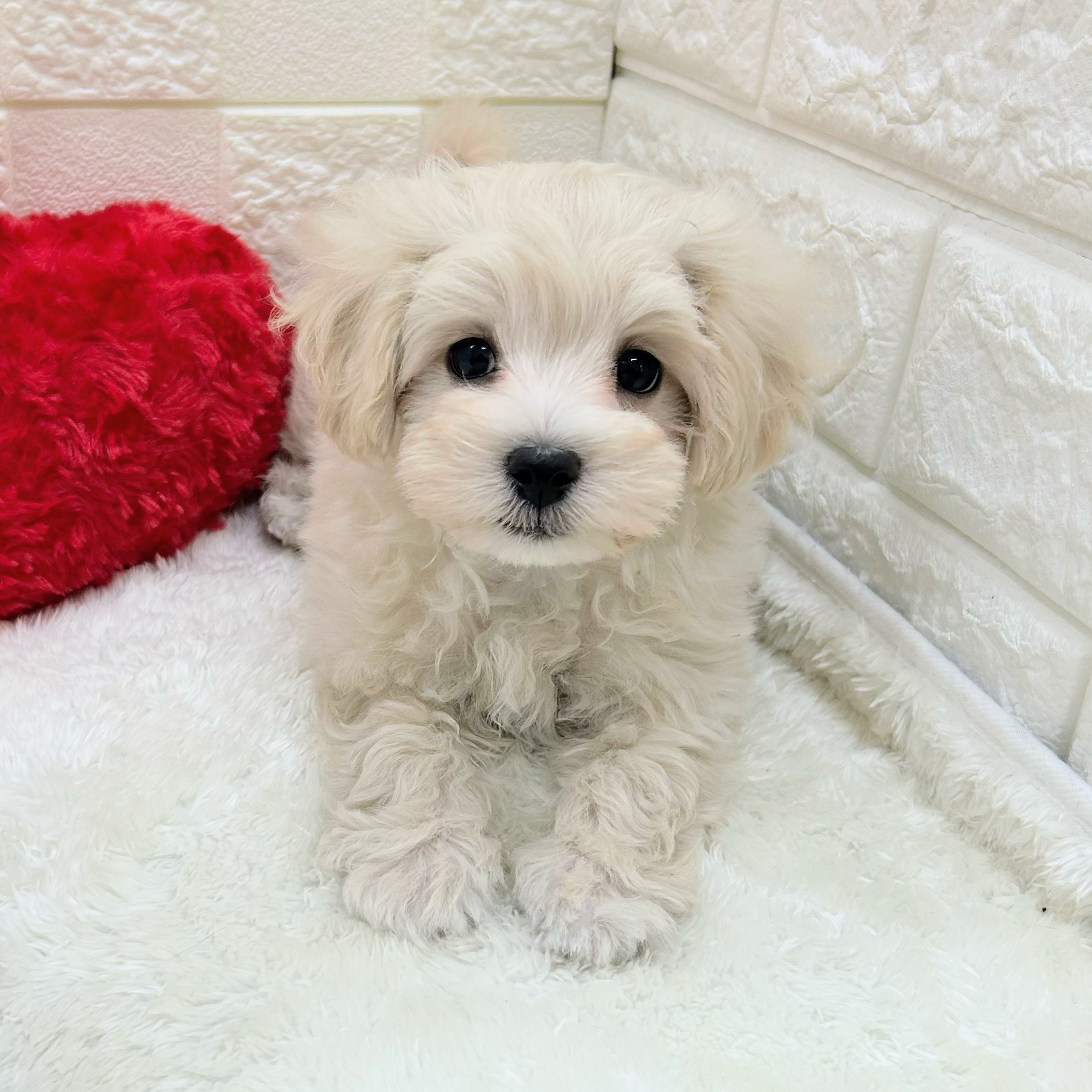 愛知県のマルプー(マルチーズ×プードル) (犬の家＆猫の里アミーゴ神の倉店/2026年1月31日生まれ/男の子/クリームホワイト)の子犬の2枚目の画像