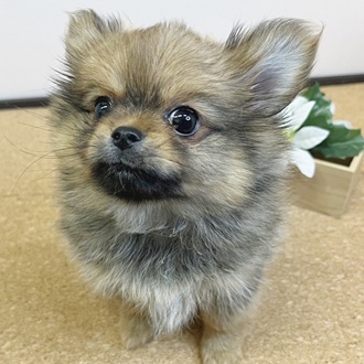 静岡県のポメチワ/チワポメ/ポメチー(ポメラニアン×チワワ) (犬の家＆猫の里マークイズ静岡店/2026年1月29日生まれ/女の子/オレンジセーブル)の子犬の2枚目の画像