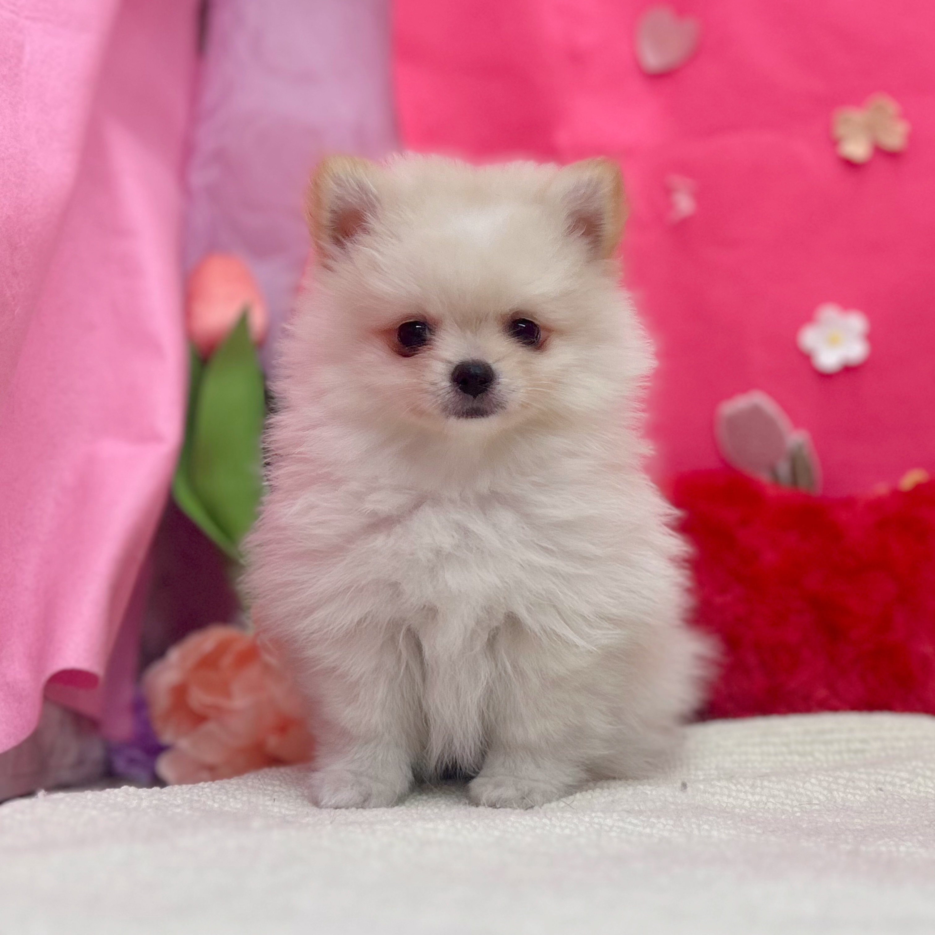 岐阜県のポメチワ/チワポメ/ポメチー(ポメラニアン×チワワ) (犬の家＆猫の里岐南店/2026年1月31日生まれ/男の子/クリームホワイト)の子犬の2枚目の画像