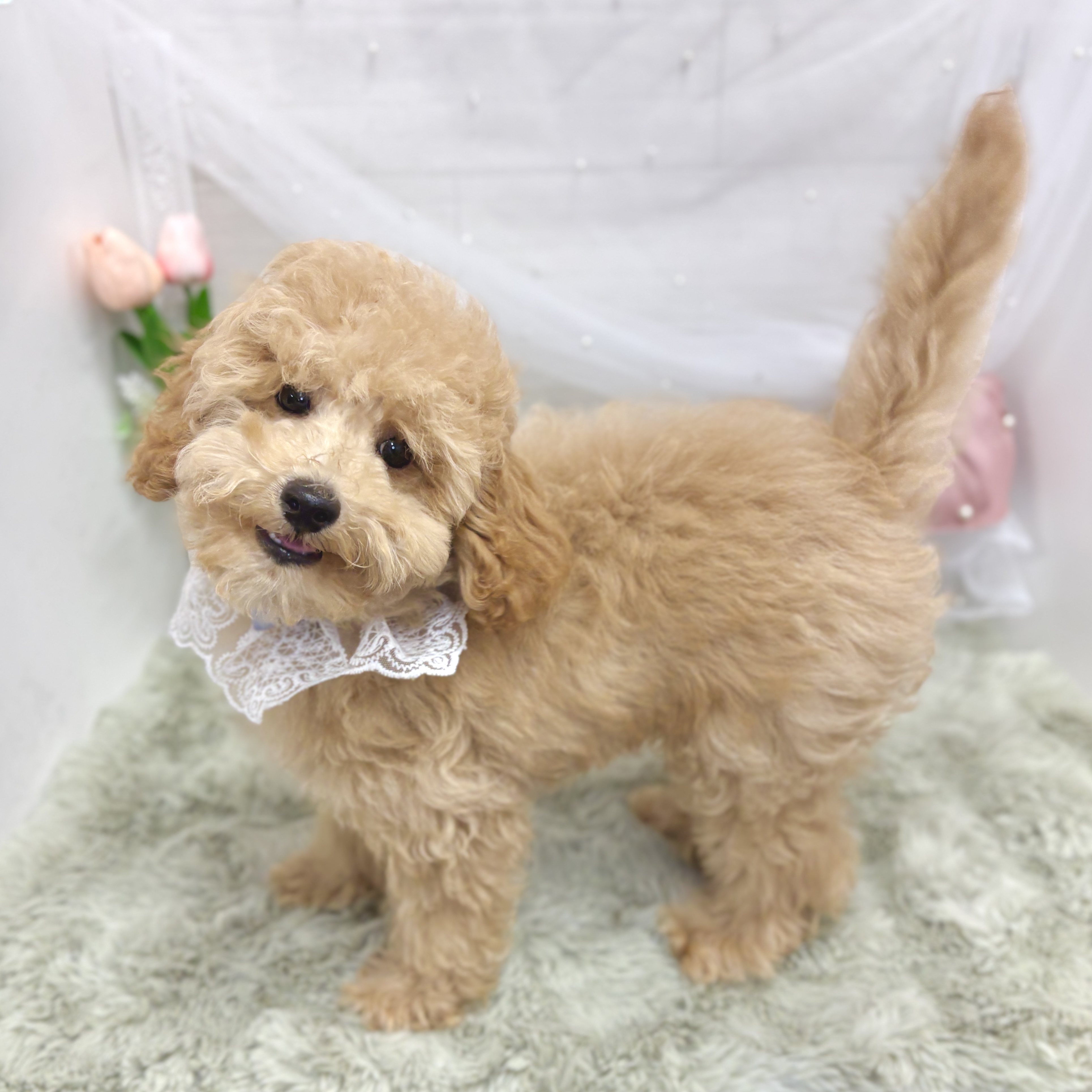 神奈川県のトイプードル(トイ) (犬の家＆猫の里相模原店/2026年2月1日生まれ/男の子/オレンジフォーン)の子犬の2枚目の画像