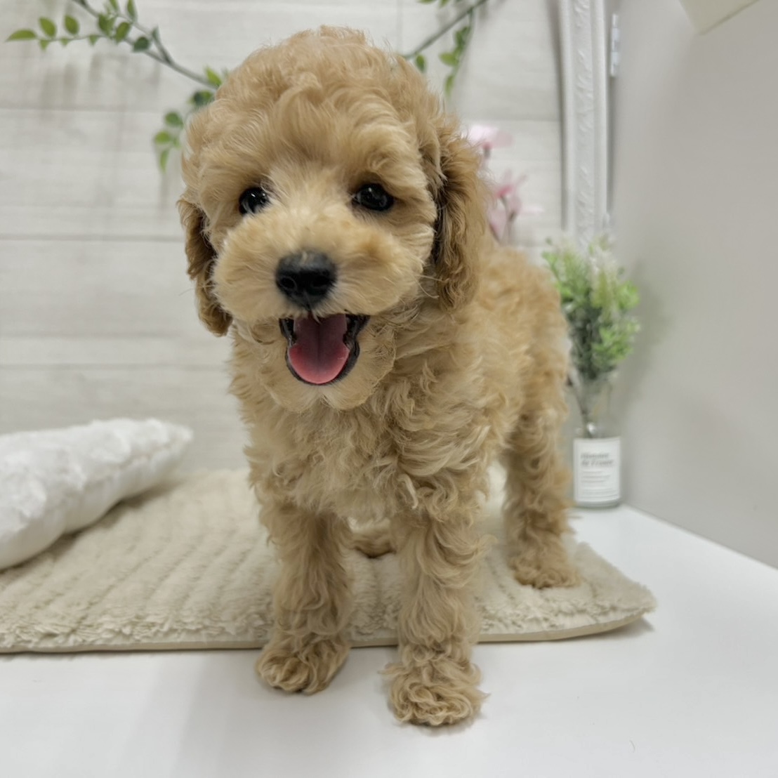 神奈川県のトイプードル(トイ) (犬の家＆猫の里相模原店/2026年2月1日生まれ/男の子/オレンジフォーン)の子犬の2枚目の画像