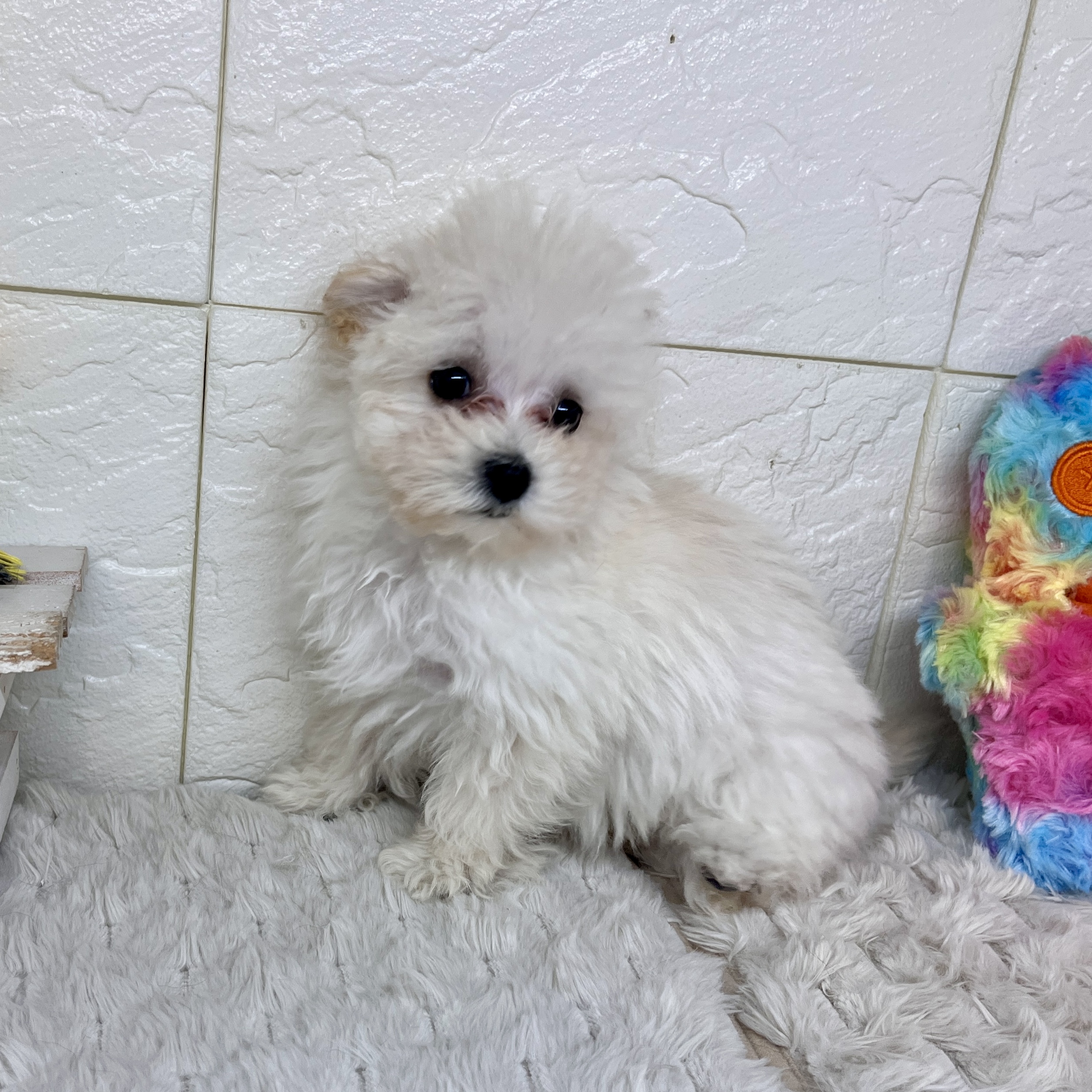 兵庫県のマルプー(マルチーズ×プードル) (犬の家＆猫の里ゆめタウン姫路店/2026年2月1日生まれ/女の子/ホワイト)の子犬の2枚目の画像