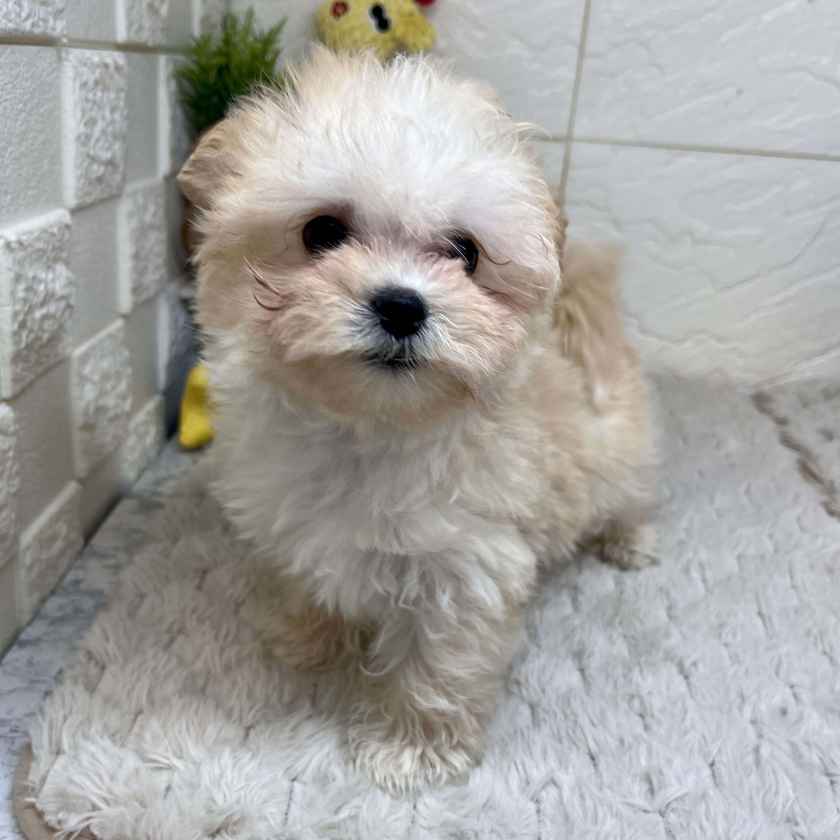 兵庫県のマルプー(マルチーズ×プードル) (犬の家＆猫の里ゆめタウン姫路店/2026年2月1日生まれ/男の子/クリーム)の子犬の2枚目の画像