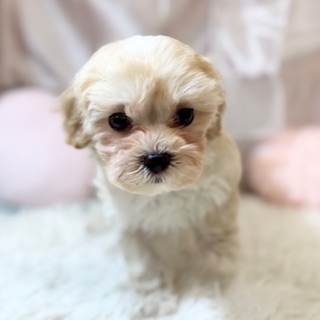 兵庫県のマルプー(マルチーズ×プードル) (犬の家＆猫の里カナート西神戸店/2026年1月30日生まれ/女の子/クリーム)の子犬の2枚目の画像