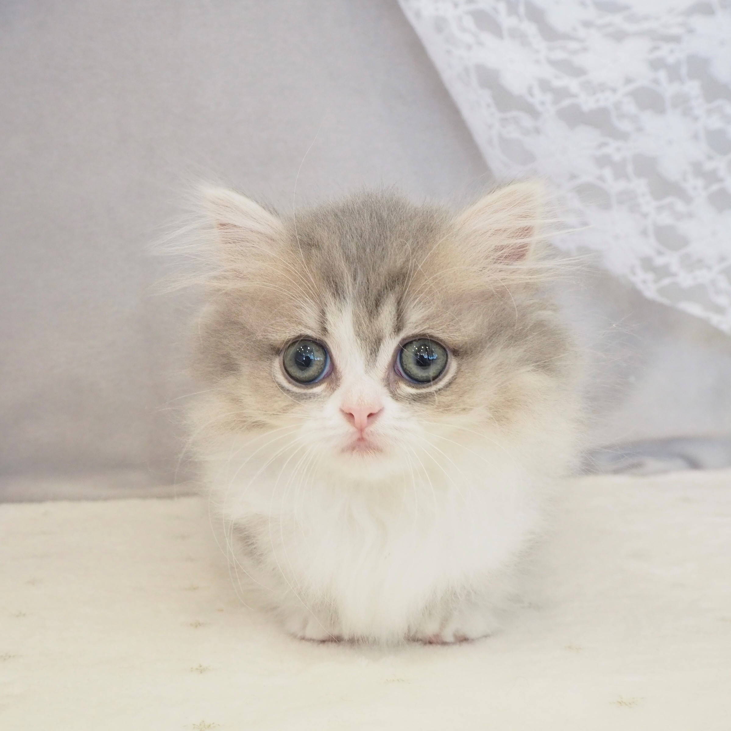 大阪府のミヌエット (犬の家＆猫の里もりのみやキューズモールBASE店/2026年1月25日生まれ/女の子/ブルータビーホワイト)の子猫の1枚目の画像