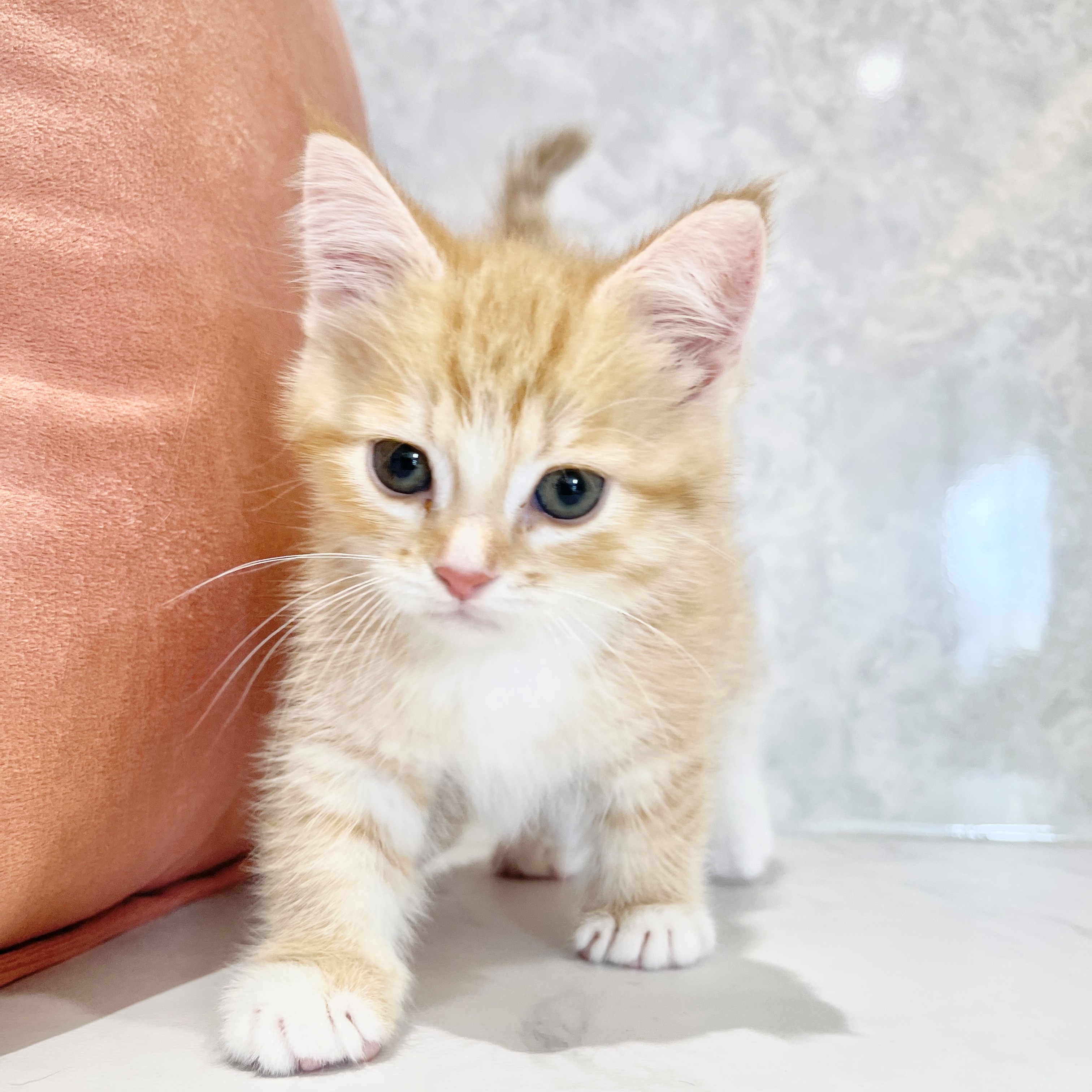 福岡県のミヌエット (犬の家＆猫の里くりえいと宗像店/2026年2月1日生まれ/女の子/レッドタビーホワイト)の子猫の2枚目の画像