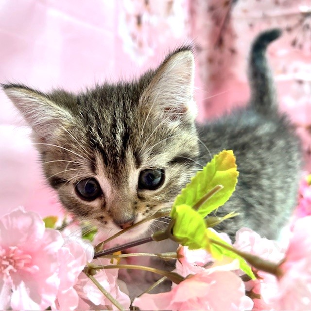 福岡県のミヌエット (犬の家＆猫の里トリアス久山店/2026年2月1日生まれ/男の子/ブラウンタビーホワイト)の子猫の2枚目の画像
