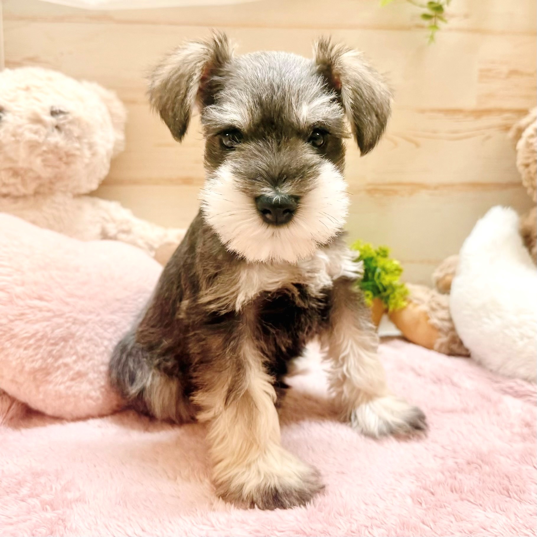 兵庫県のミニチュアシュナウザー (犬の家＆猫の里神戸店/2026年1月31日生まれ/男の子/ソルトペッパー)の子犬の2枚目の画像