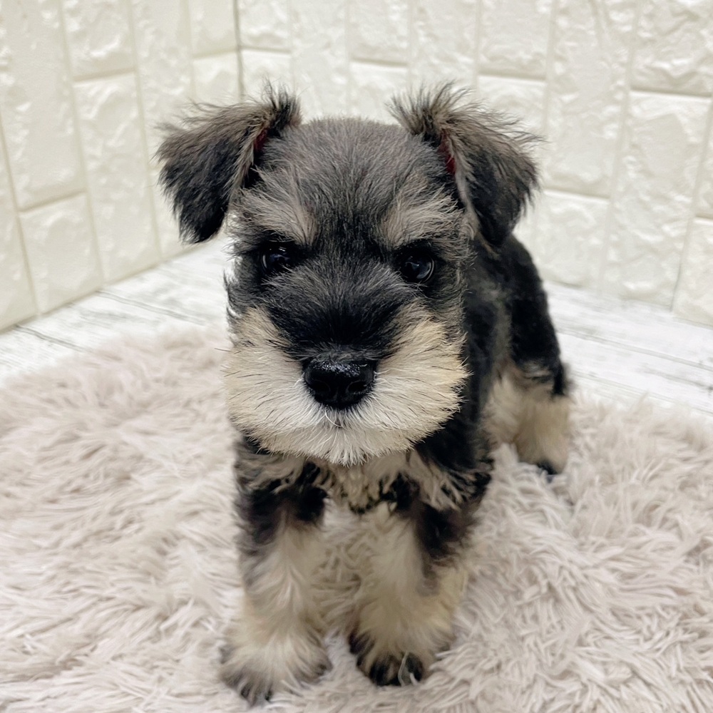 岡山県のミニチュアシュナウザー (犬の家＆猫の里岡山店/2026年1月31日生まれ/男の子/ソルトペッパー)の子犬の2枚目の画像